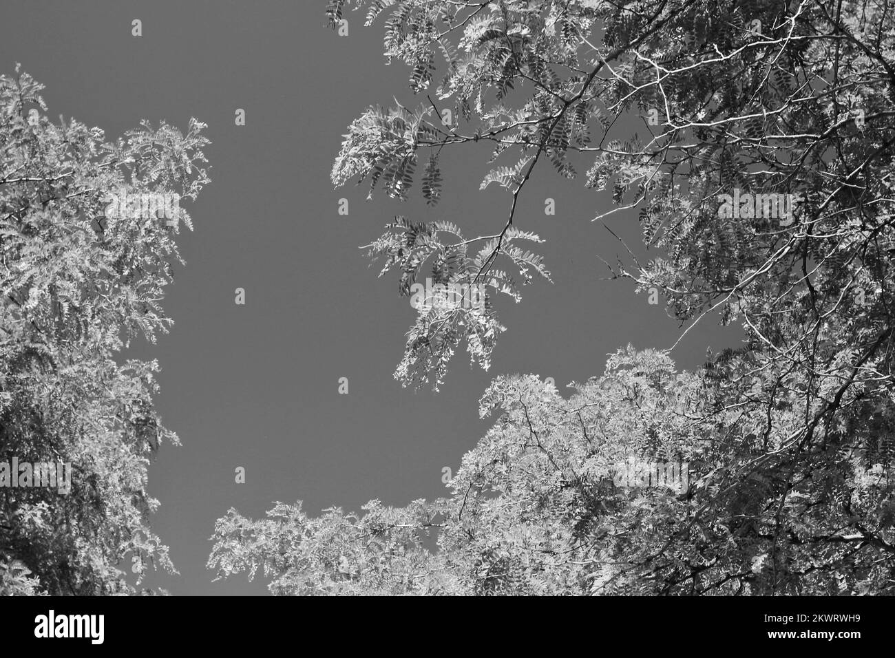 Sunny sky and tree top Black and White Stock Photos & Images - Alamy
