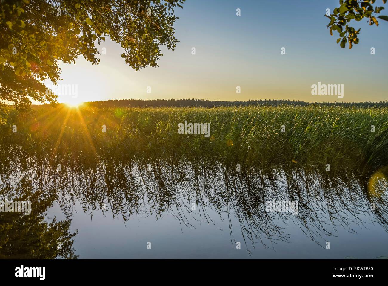 Sonnenuntergang, Schilf, Uferzone, Labussee, Mecklenburg-Vorpommern, Deutschland Stock Photo