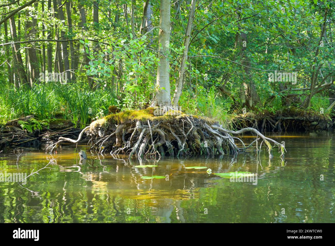 Baum, Luftwurzeln, Wasser, Kanal Oberbek, Mecklenburg-Vorpommern, Deutschland Stock Photo