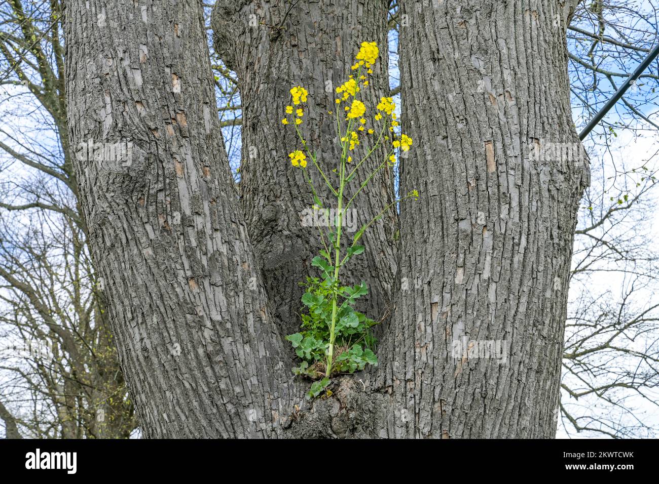 Raps wächst in einem Baum, Mecklenburg-Vorpommern, Deutschland Stock Photo
