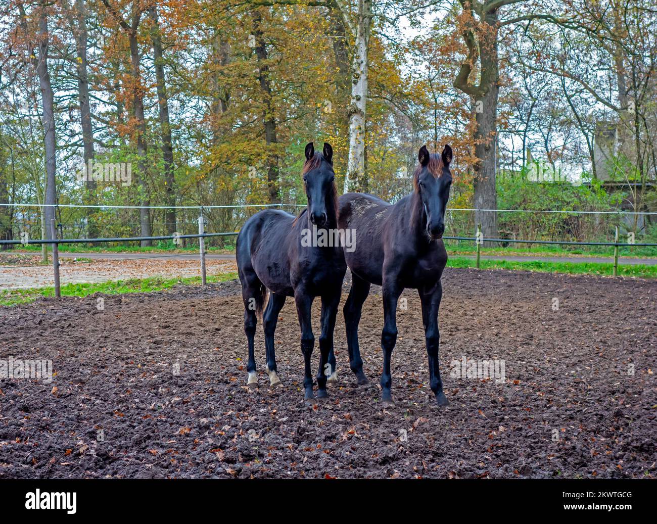 Close up of two young black horses Stock Photo