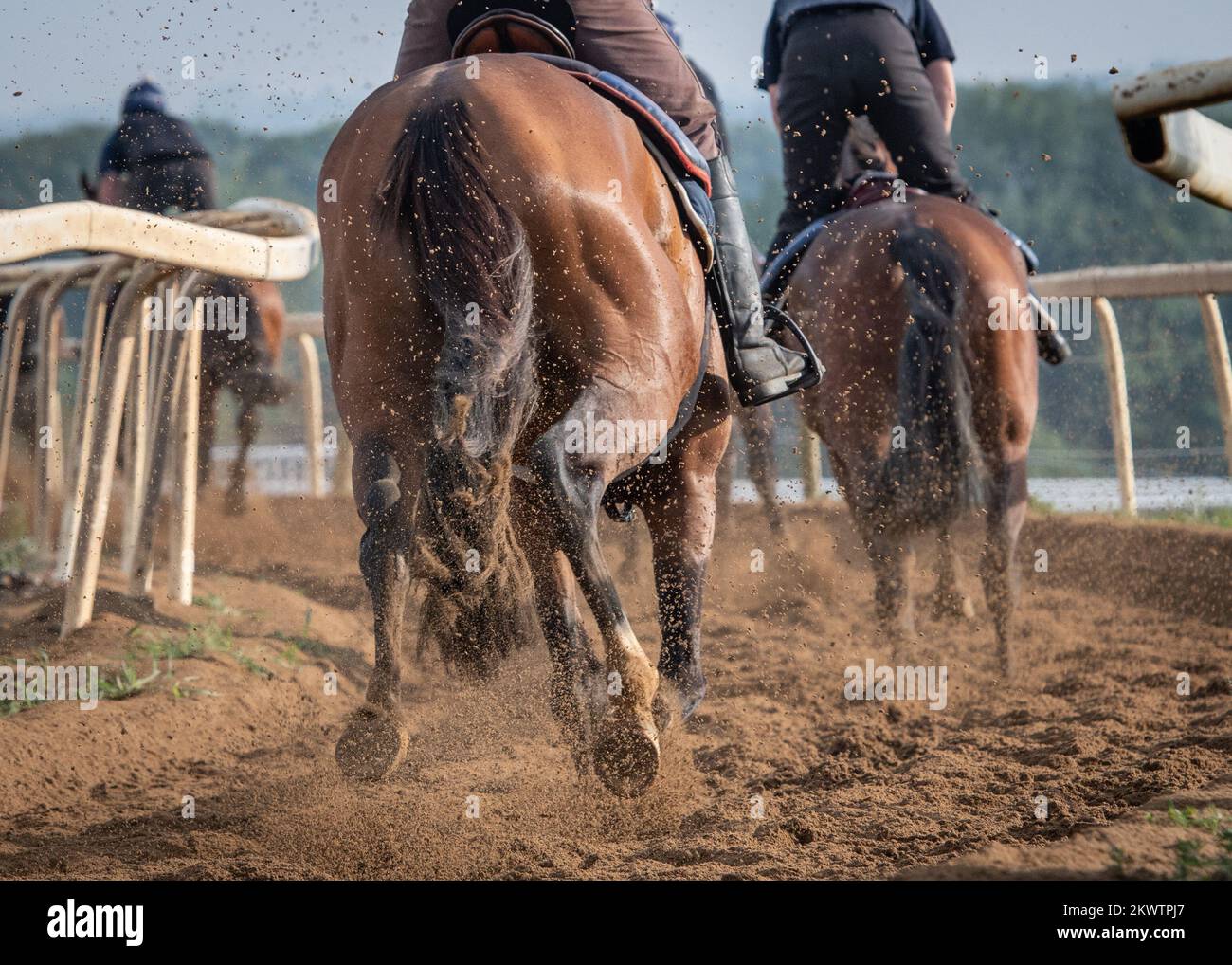 Racehorses training in deep sand Stock Photo Alamy