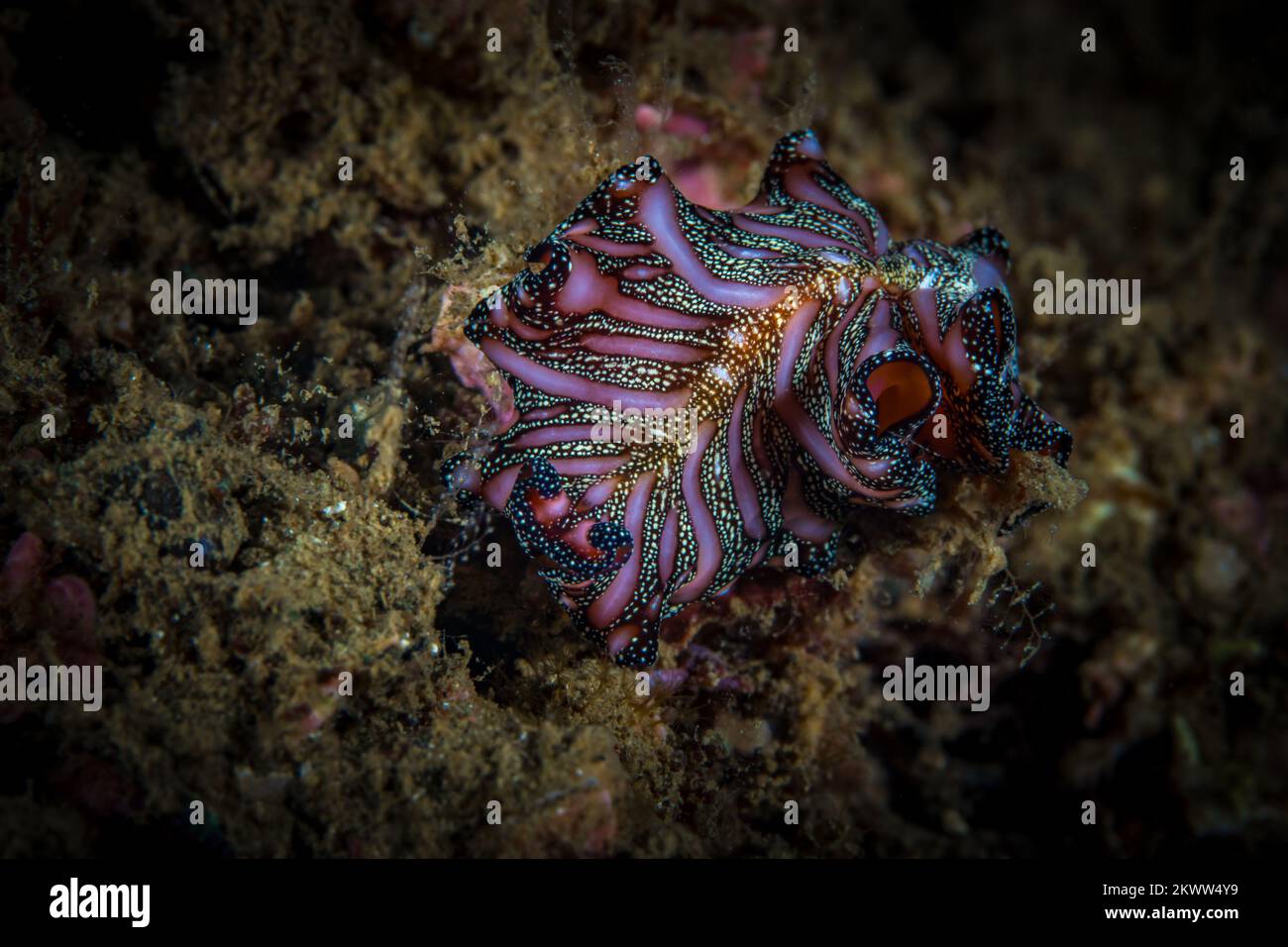 Marine flat worm hi-res stock photography and images - Alamy