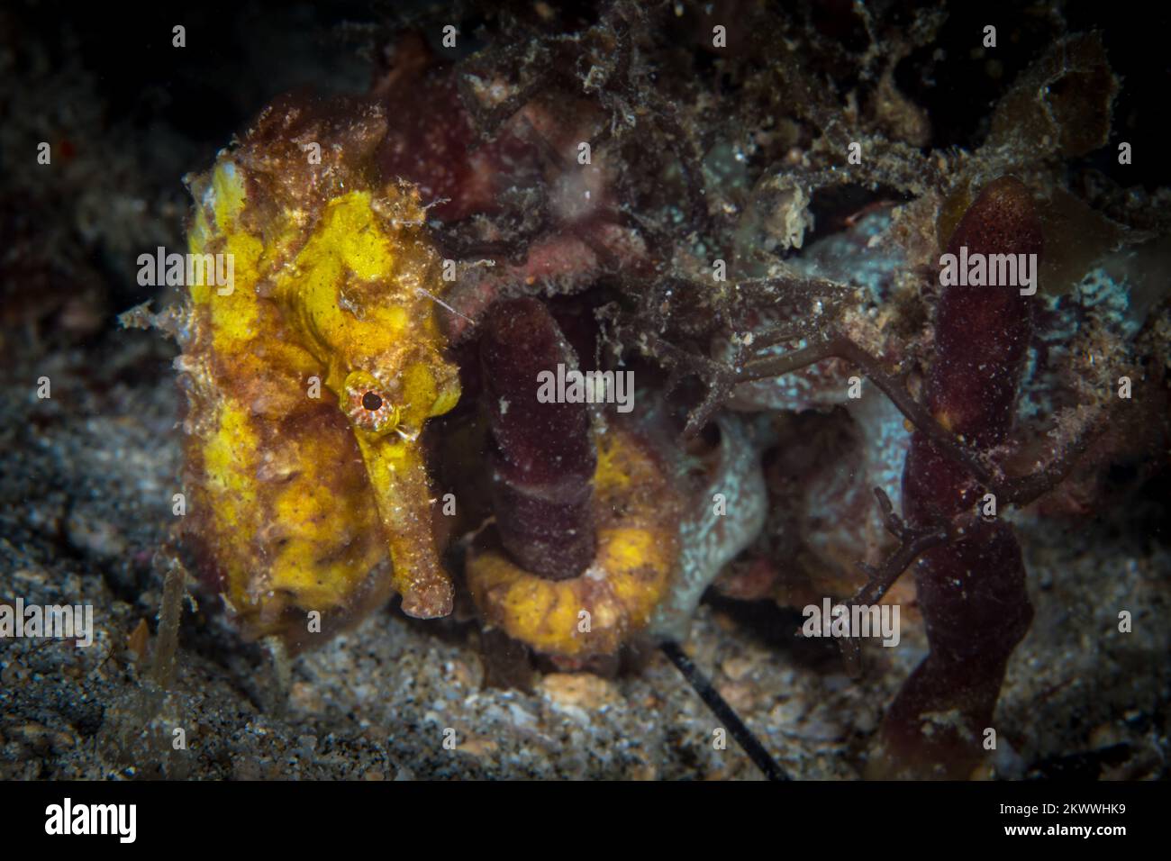 Close up portrait  of yellow seahorse - Hippocampus Kuda Stock Photo