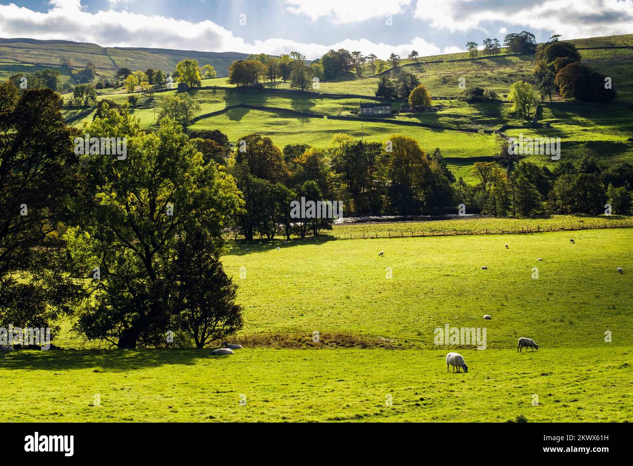 English countryside with sheep grazing beside River Swale in Yorkshire Dales National Park. Gunnerside, Swaledale, north Yorkshire, England, UK Stock Photo