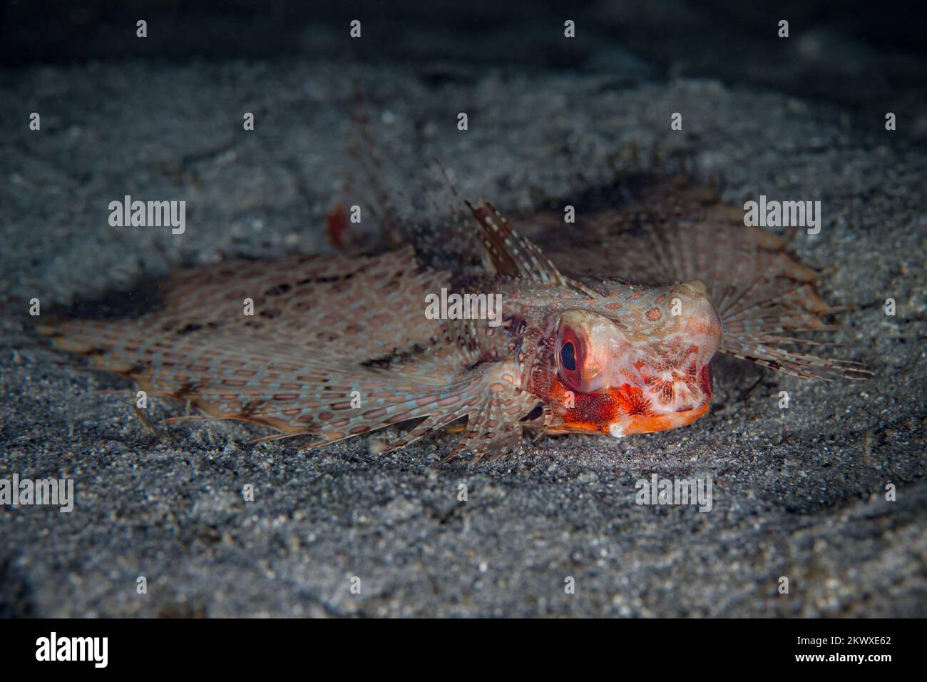 Beautiful headshot portait of Flying gurnard fish - Dactylopterus volitans Stock Photo