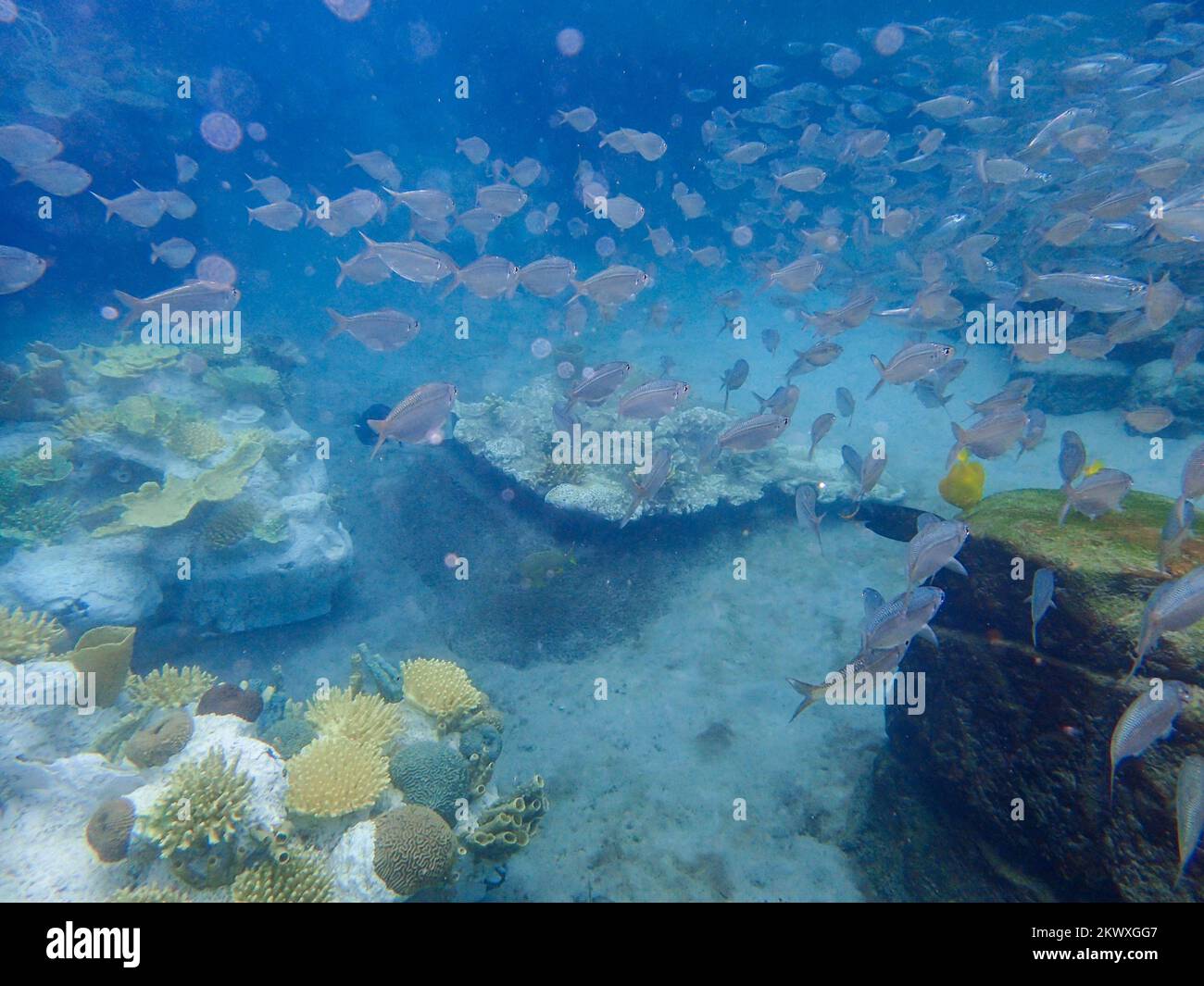 An underwater photo of a school of White Fish Stock Photo
