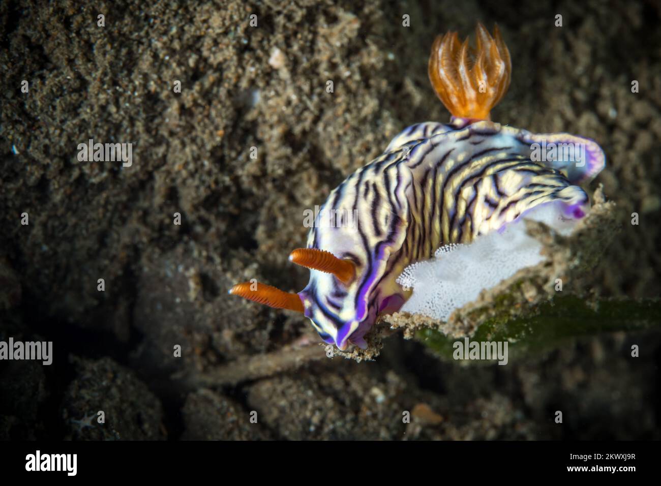 Colorful nudibranch sea slug crawling above coral reef in the Indo Pacific Stock Photo