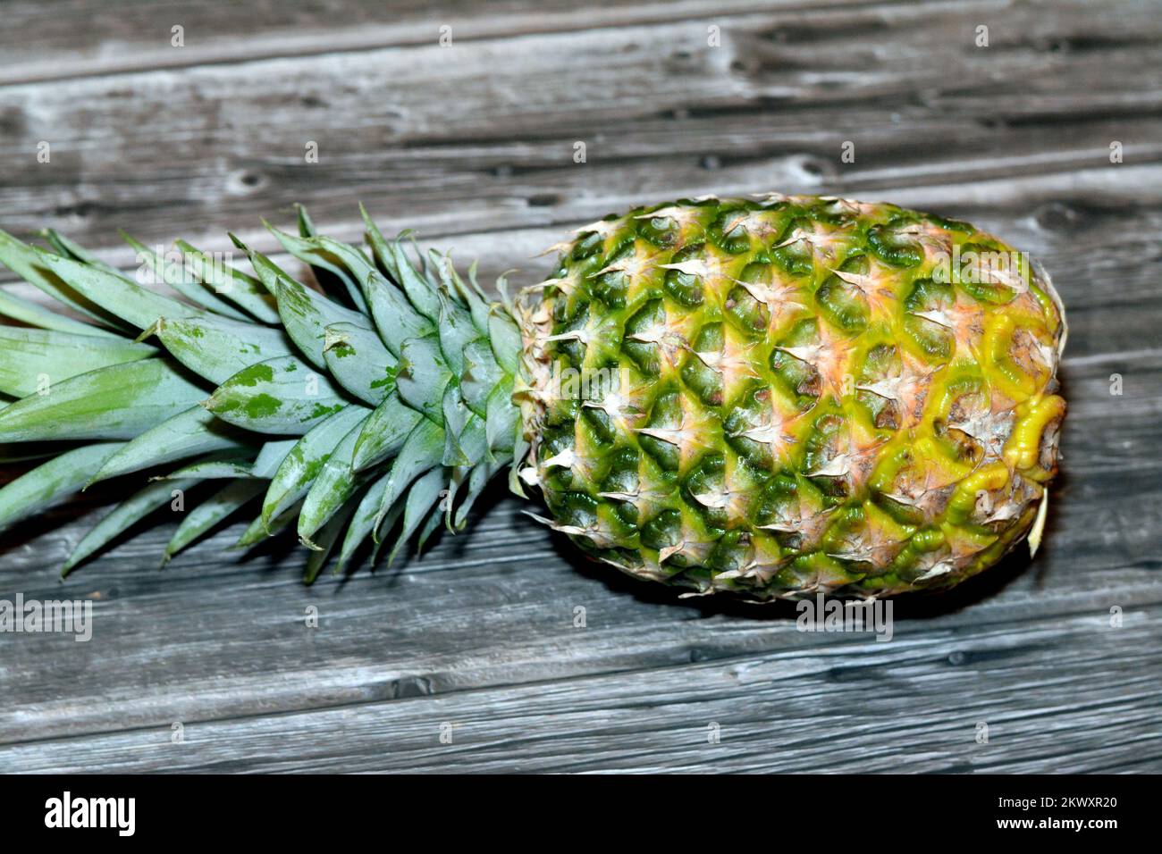 The Pineapple (Ananas Comosus), A Tropical Plant With An Edible Fruit ...