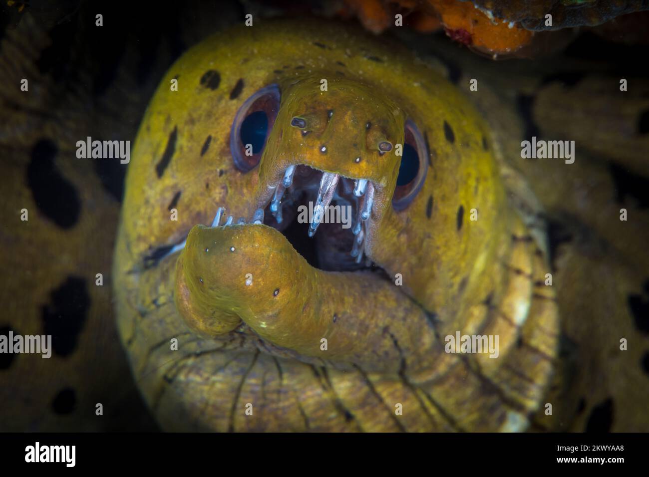 Spot face moray eel showing off its teeth on coarl reef Stock Photo Alamy