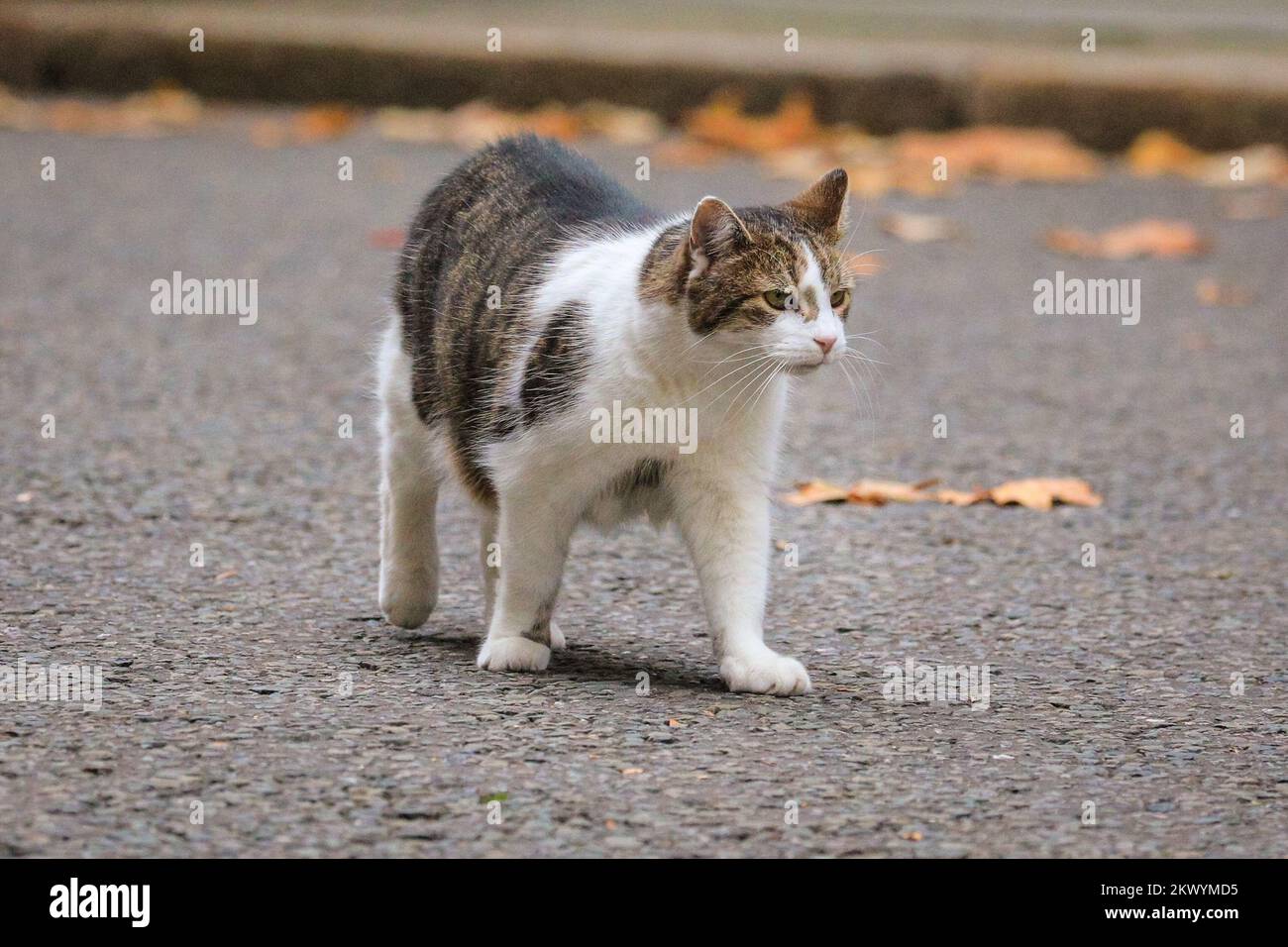 London, UK. 30th Nov, 2022. Larry the Cat, Chief Mouser and famous feline of Downing Street, sits patiently at the 10 Downing Street black door under a festive Christmas wreath today, then goes to investigate the pretty Christmas Tree and its decorations. Credit: Imageplotter/Alamy Live News Stock Photo