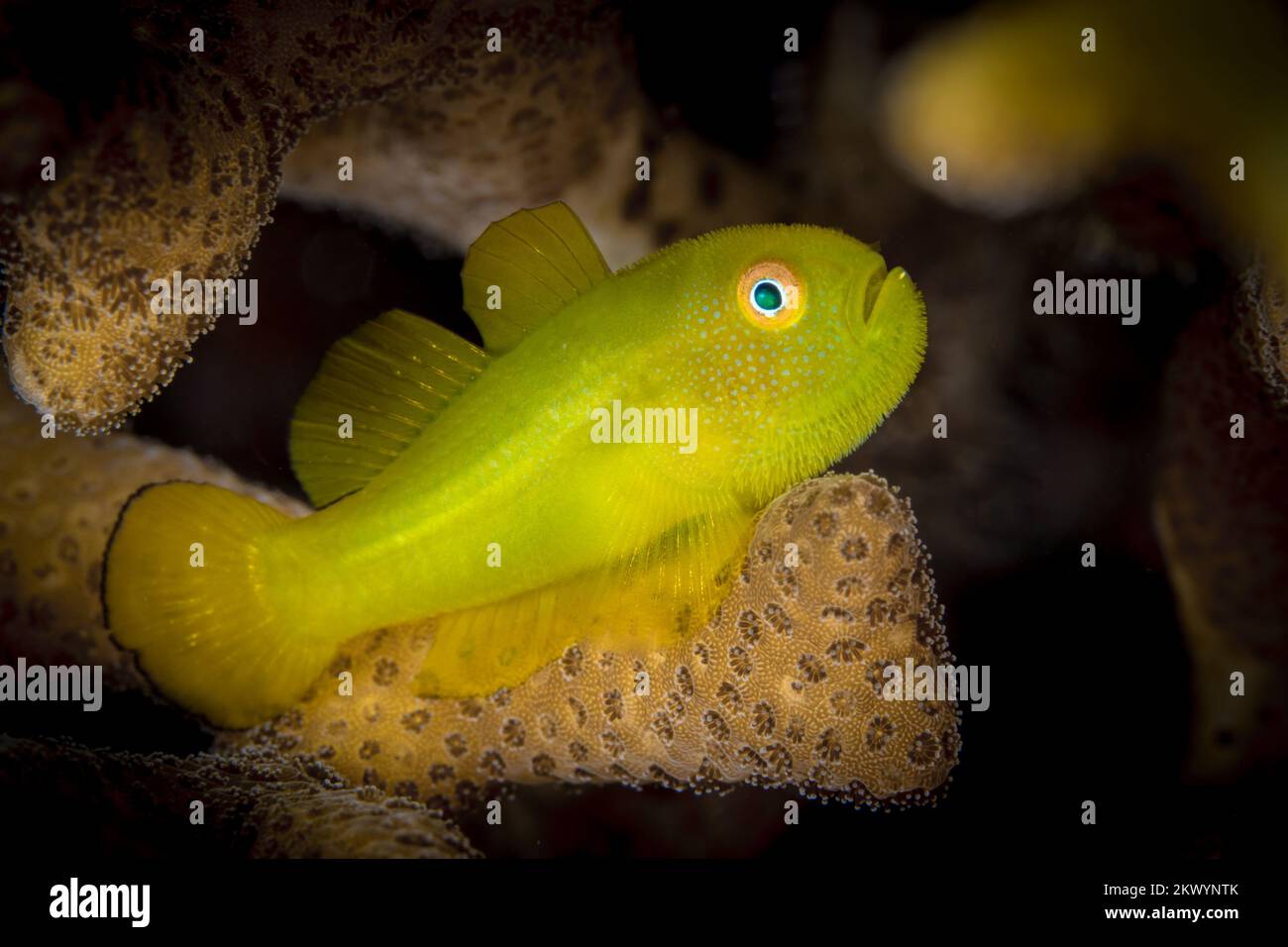 Beautiful colorful tropical saltwater goby - blennie on coral reef Stock Photo