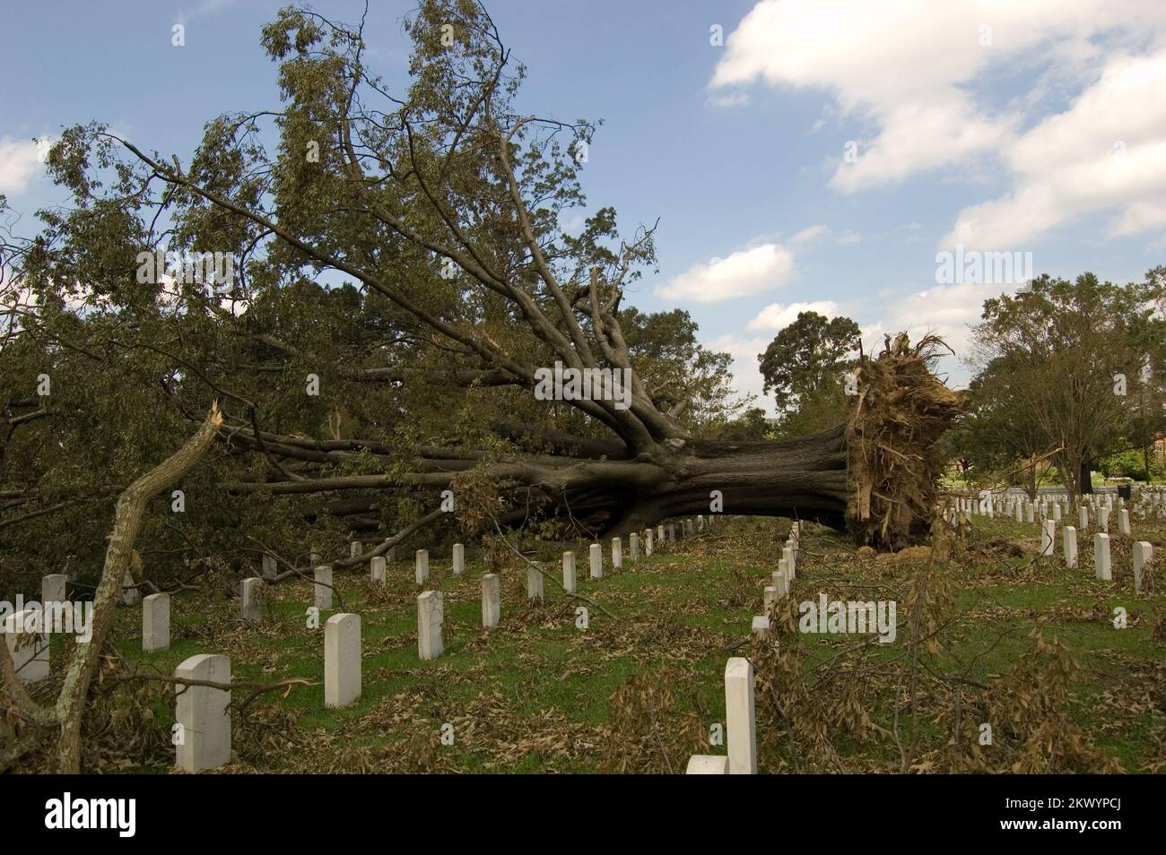 Hurricane/Tropical Storm Baton Rouge, La. , 9/09/08 This tree was