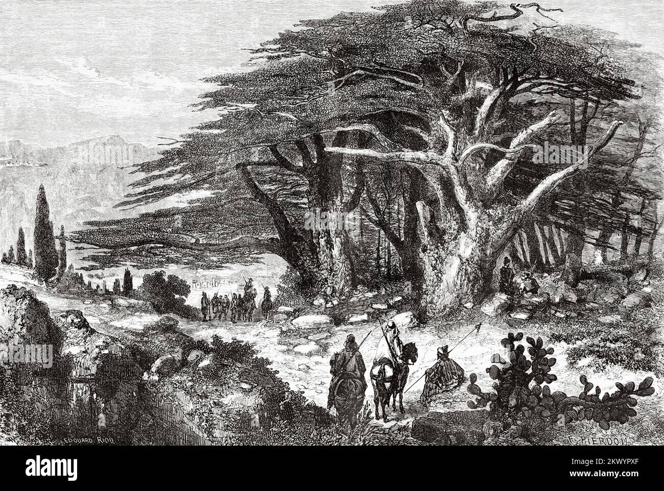 The cedars of Lebanon. Western Asia Stock Photo