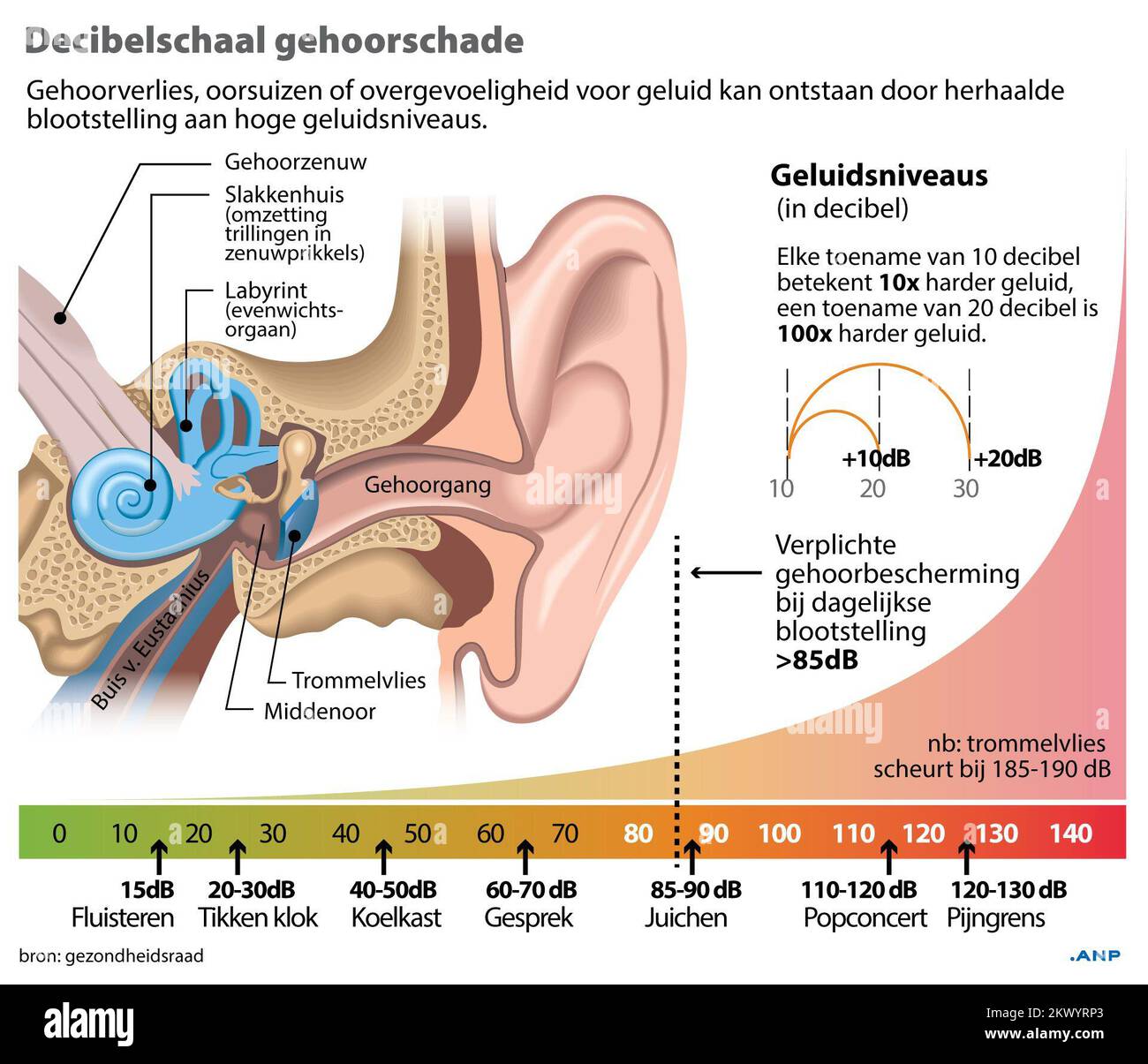 Decibel scale hearing damage. Overview organs ear plus scale noise