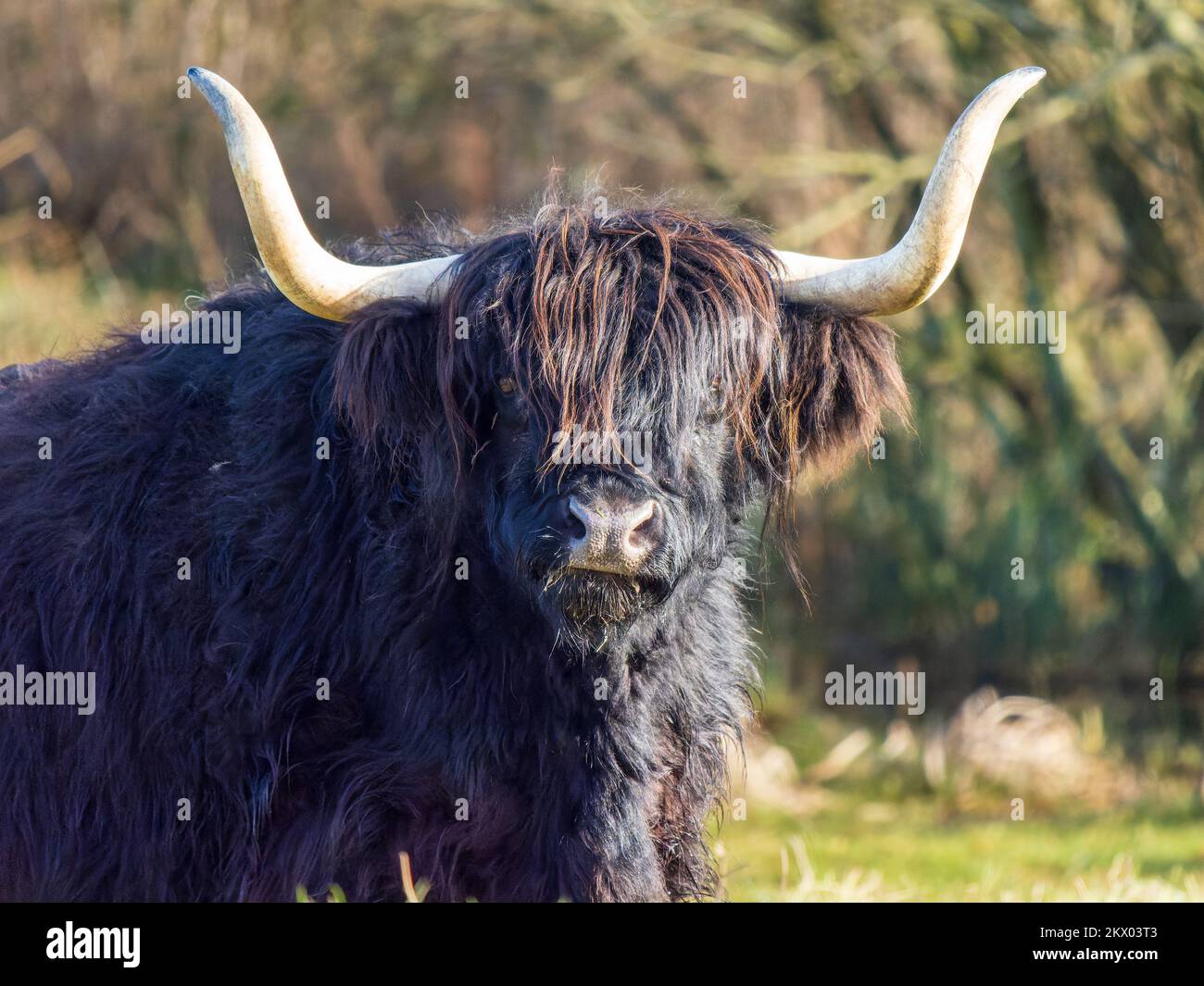 Black highland cow close up hi-res stock photography and images - Alamy
