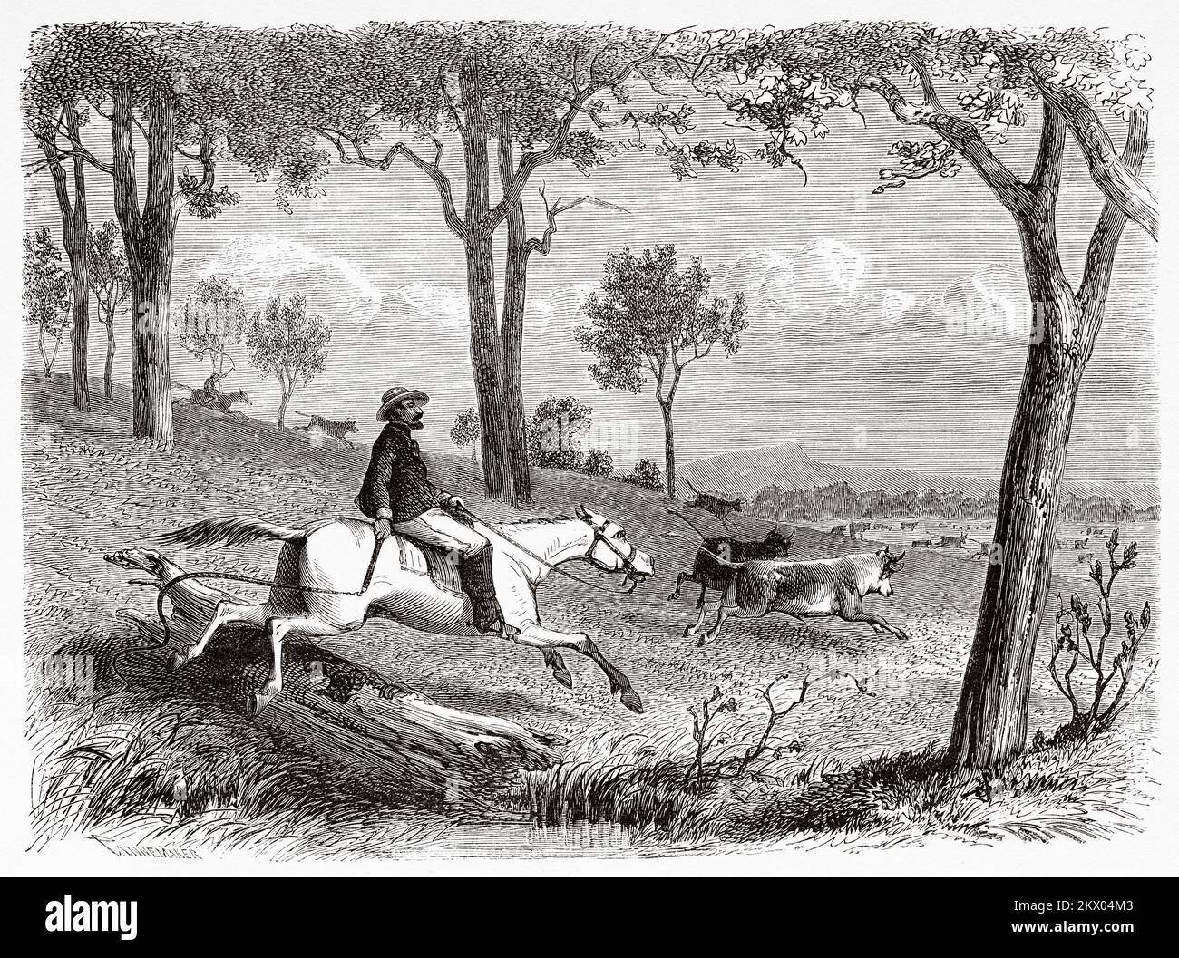 Cattle ranchers herding their herds of cattle mounted on horseback, Australian states of Victoria, Australia. Souvenir of a French squatter in Australia by H. de Castella 1854-1856 Stock Photo