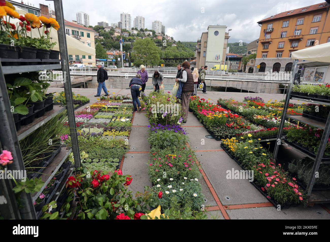 02.05.2017., Rijeka, Croatia 11. Flower Spring Spring Flowers and