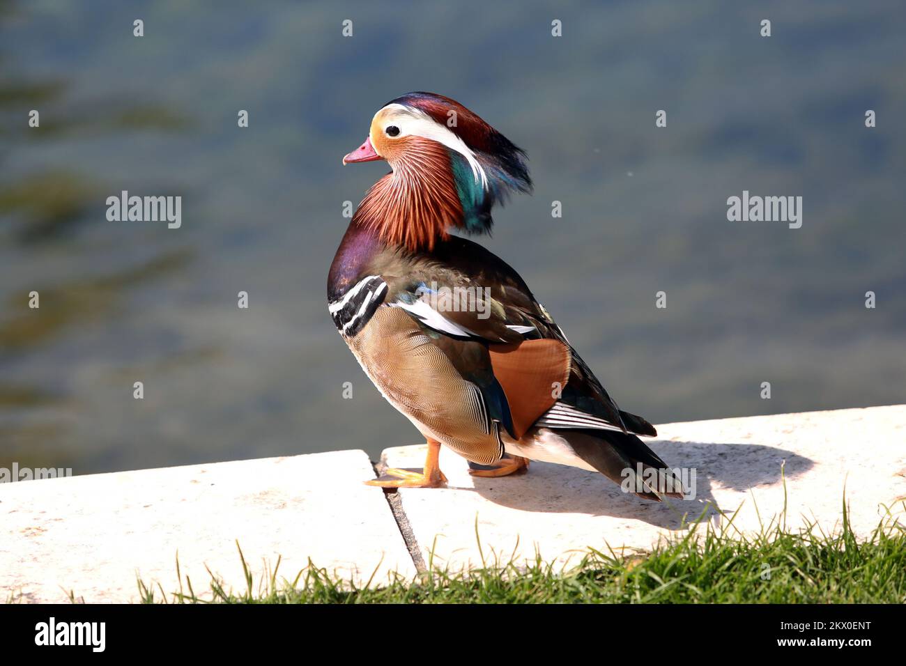 23.05.2017., Croatia, Solin - In the center of Solin with the mouth of the river Jadro to the delight of the citizens and children of recently you can see 3 new ducks, mandarin ducks species. Photo: Miranda Cikotic/PIXSELL Stock Photo