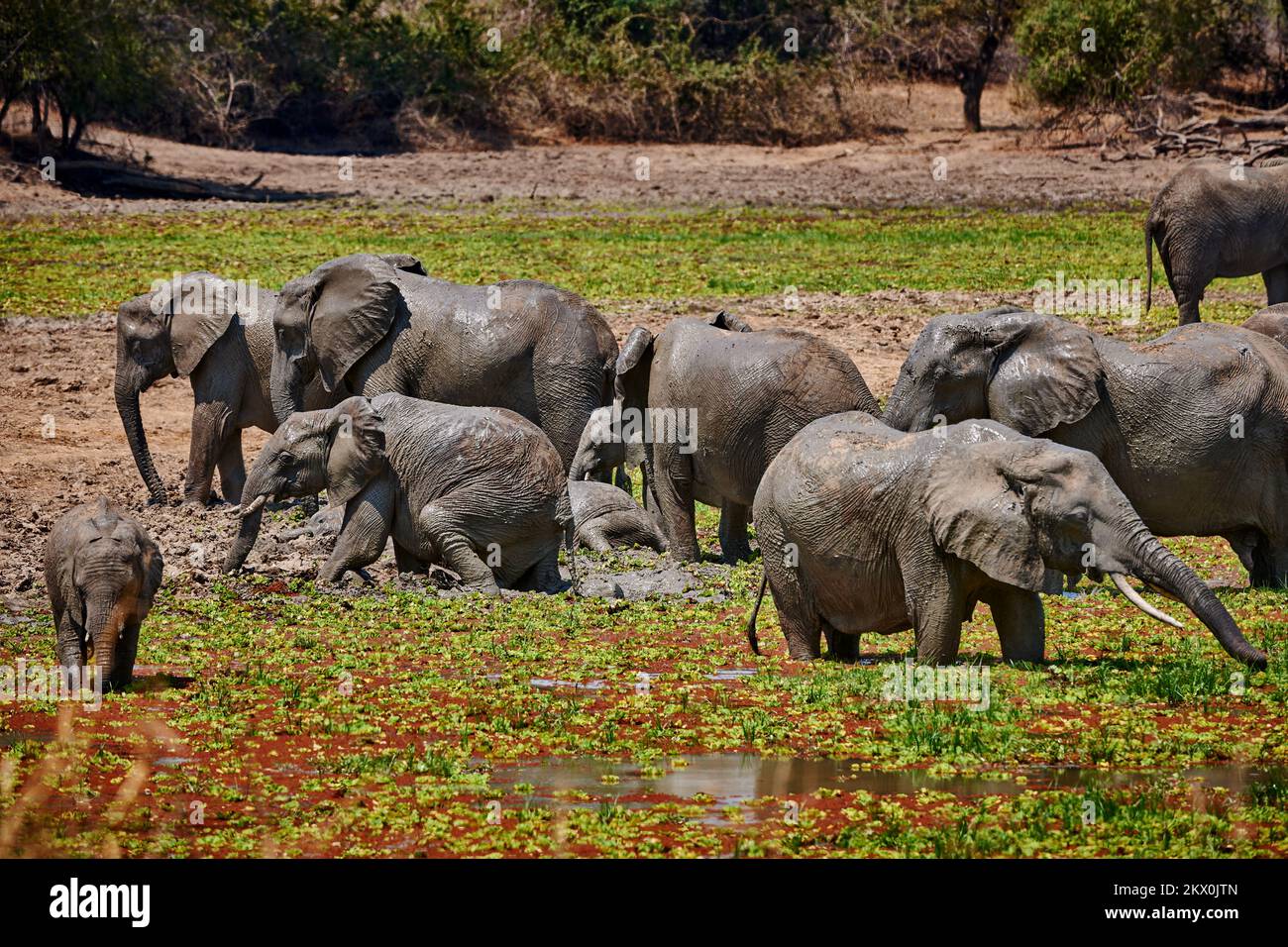 African Bush Elephant, Loxodonta africana, South Luangwa National Park, Zambia, Africa Stock Photo