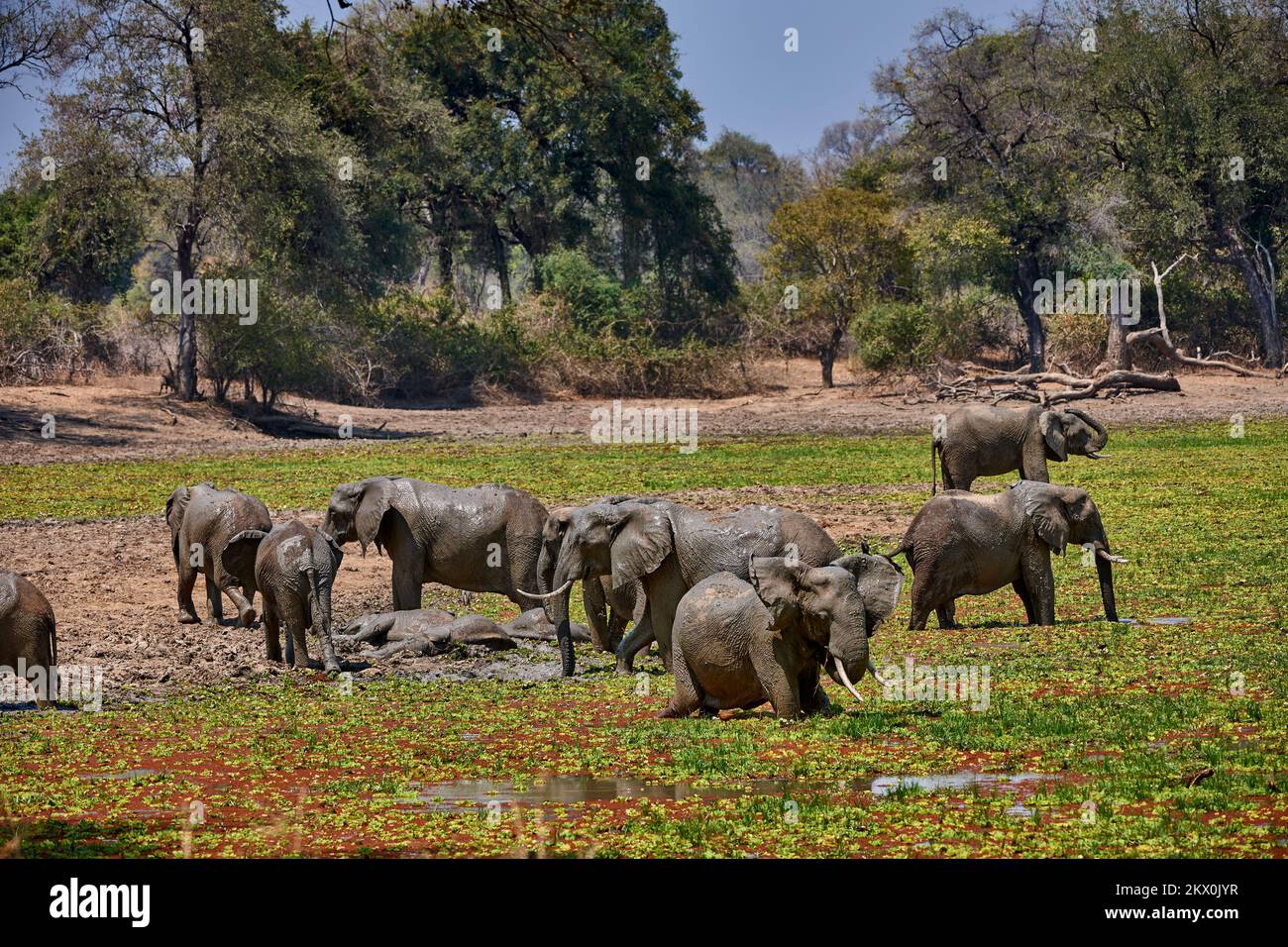 African Bush Elephant, Loxodonta africana, South Luangwa National Park, Zambia, Africa Stock Photo