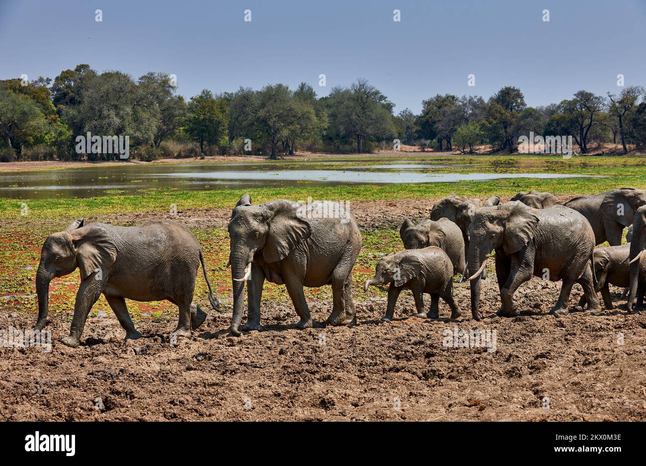 African Bush Elephant, Loxodonta africana, South Luangwa National Park, Zambia, Africa Stock Photo