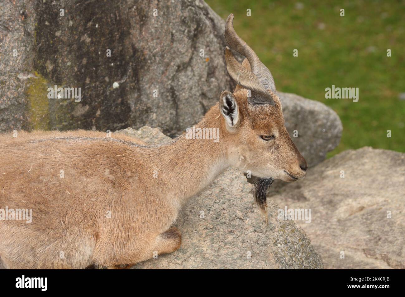 CollectA Markhor (Schraubenziege) Figur – Detailgetreue Tierfigur Für Sammler & Spiel