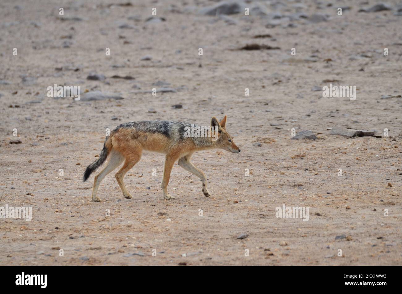 jackal at cape cross Seal reserve Namibia Africa  Stock Photo