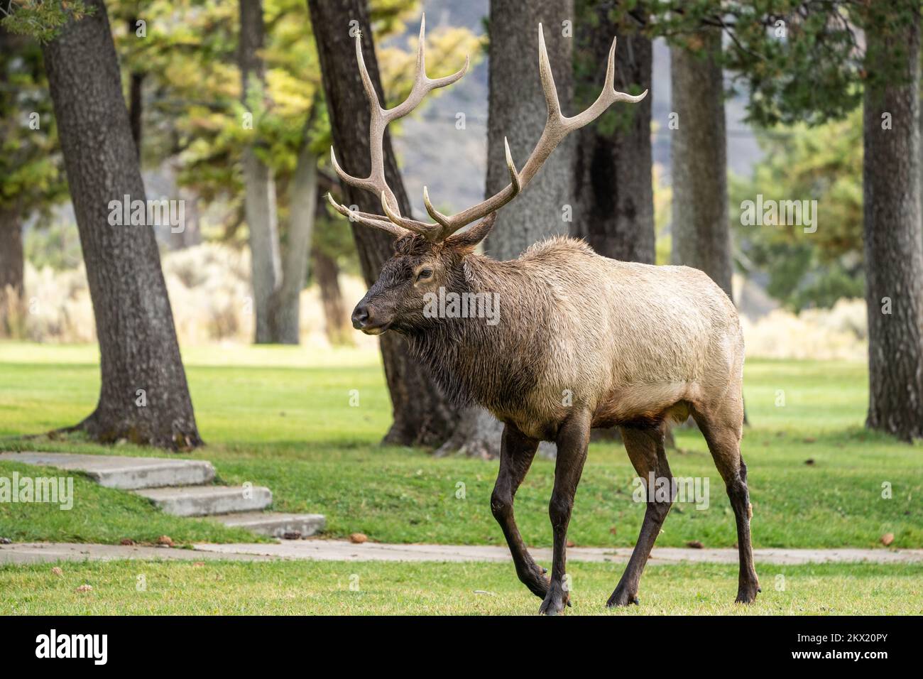 Large Bull Elk Walking in Mammoth Hotsprings in Yellowstone National Park in Autumn Stock Photo