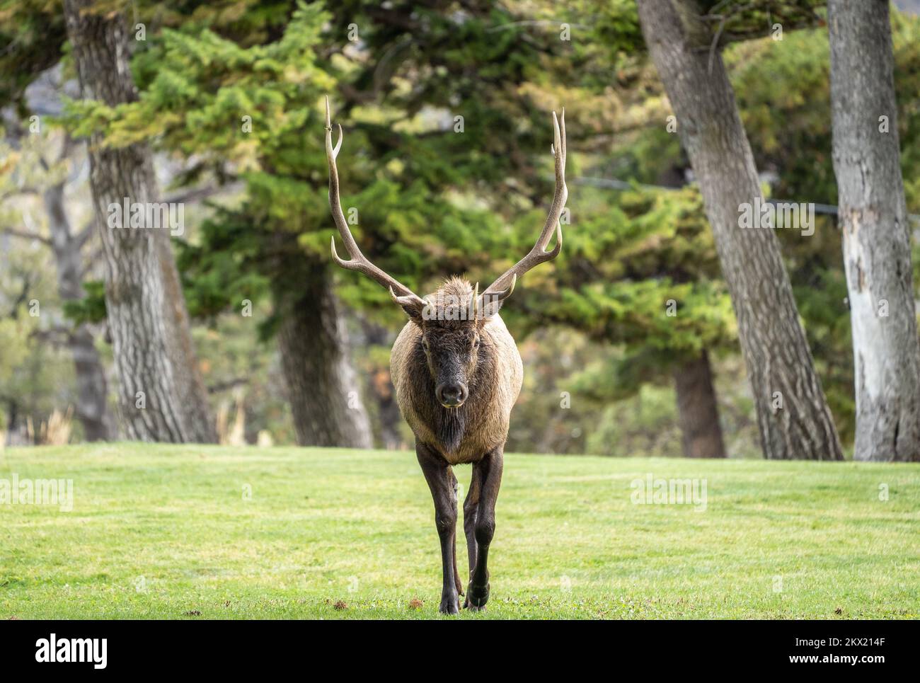 Large bull elk walking towards camera on autumn day in Mammoth Hotsprings, Yellowstone National Park. Stock Photo