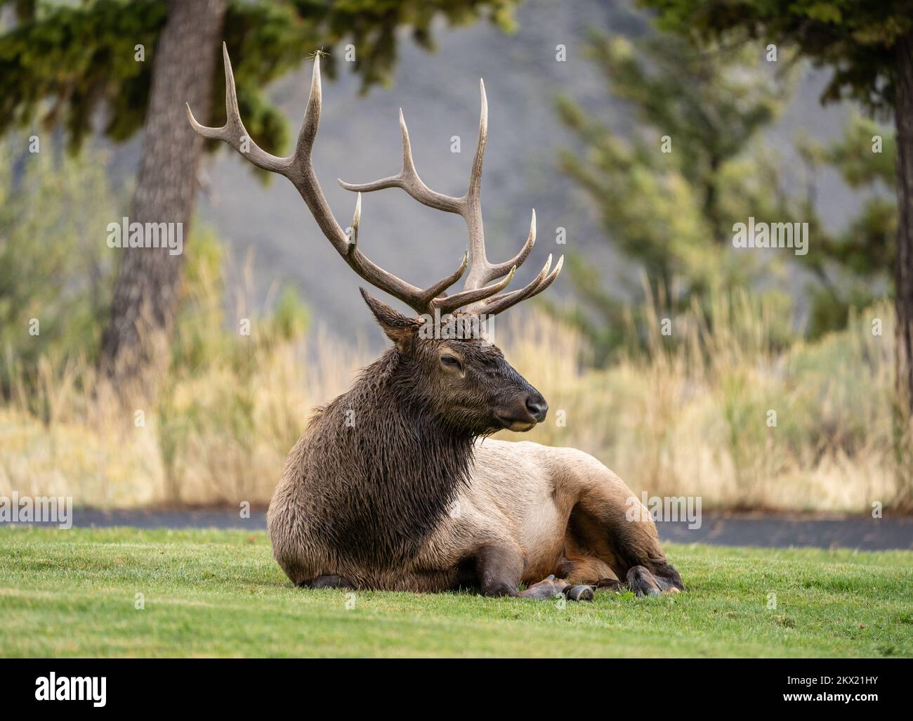 Large bull elk laying down, side-view, on autumn day in Mammoth Hotsprings, Yellowstone National Park. Stock Photo