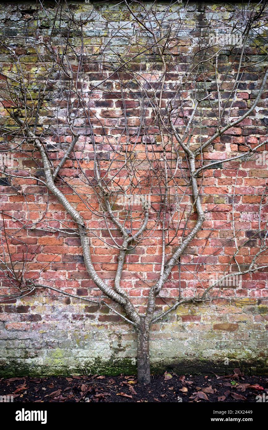 Arley Hall and Gardens tree on wall Stock Photo Alamy