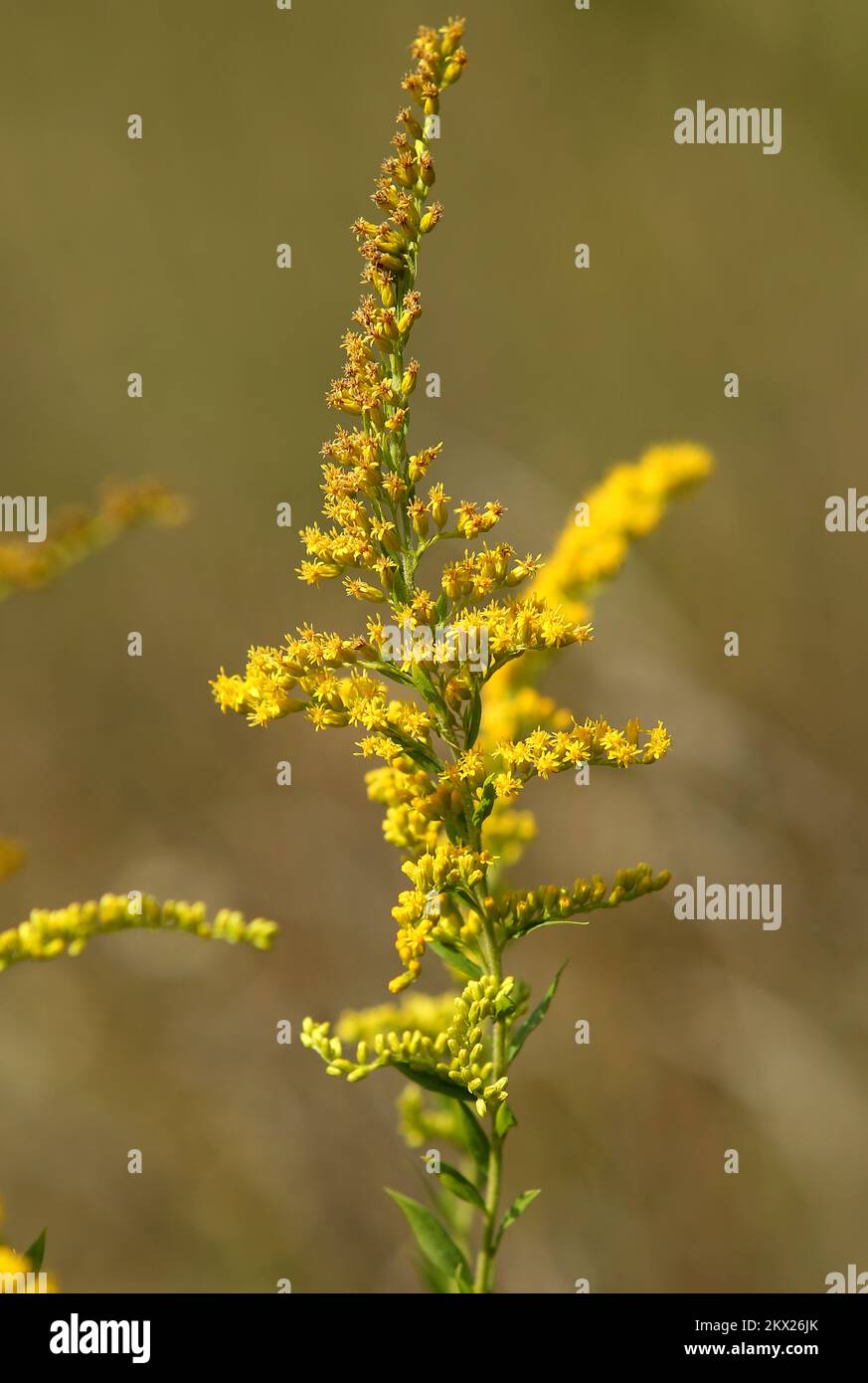 21.08.2017., Zagreb, Croatia - Ragweeds are flowering plants in the genus Ambrosia in the aster family, Asteraceae that often cause allergic symptoms. Photo: Robert Anic/PIXSELL  Stock Photo