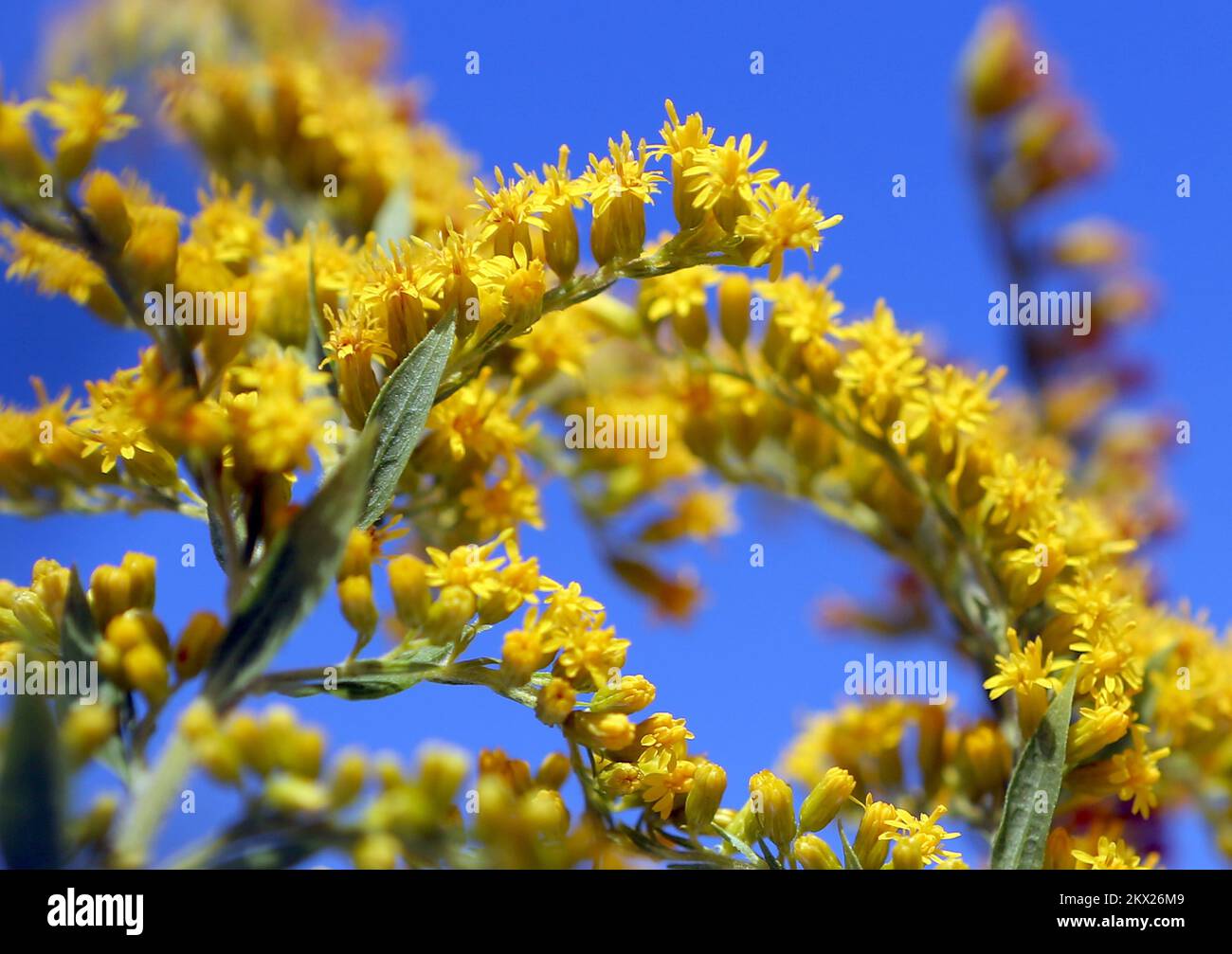 21.08.2017., Zagreb, Croatia - Ragweeds are flowering plants in the genus Ambrosia in the aster family, Asteraceae that often cause allergic symptoms. Photo: Robert Anic/PIXSELL  Stock Photo