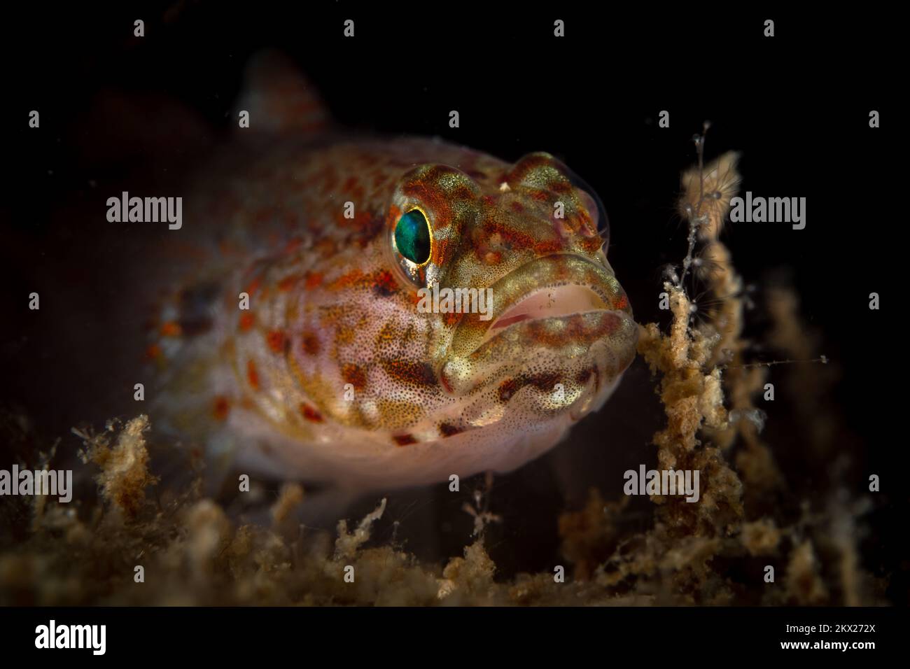 close up portrait of blennie fish in the Mediterranean Sea Stock Photo ...
