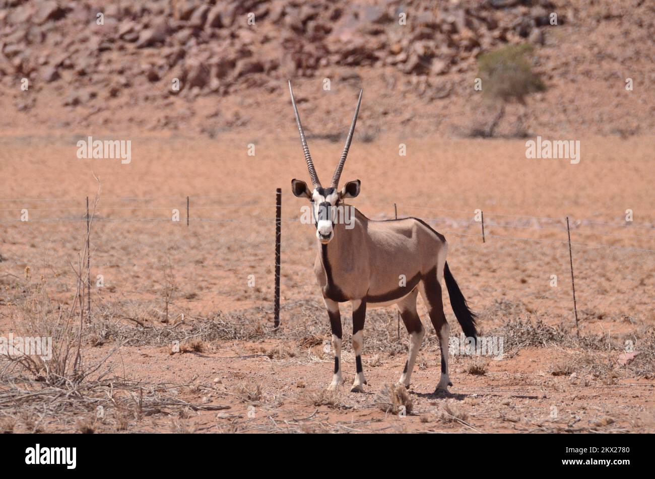 Orix Antelope near Street Namibia Africa Red Sand Stock Photo