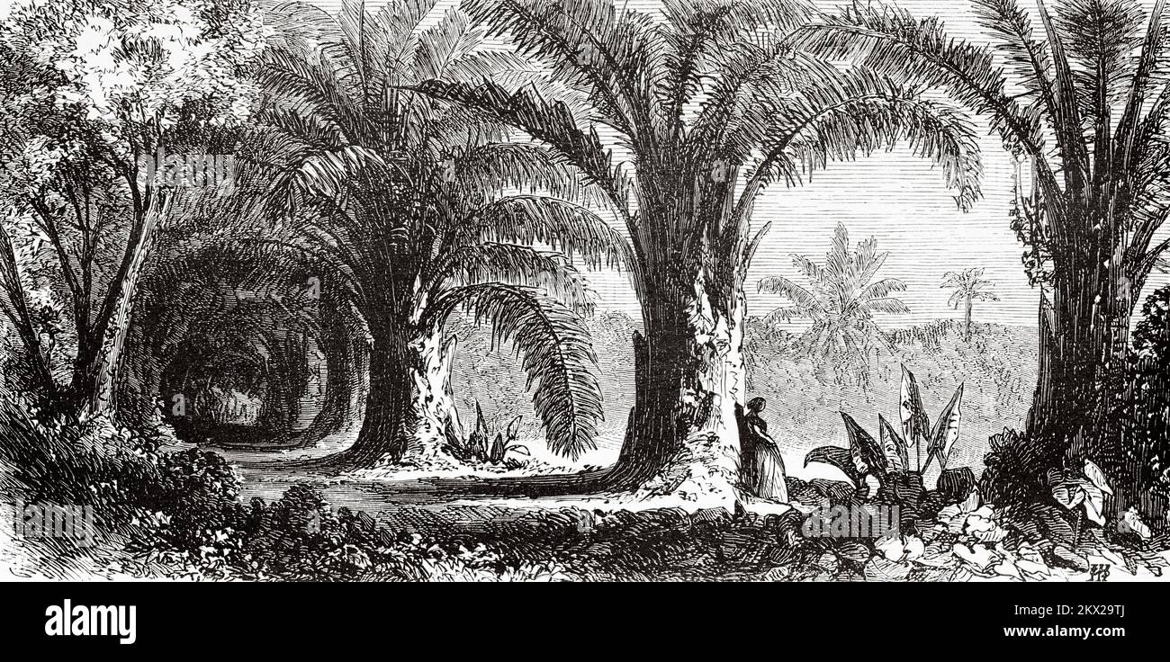 Raffia palms (Raphia farinifera) Madagascar. The travels of Ida Pfeiffer 1857 Stock Photo