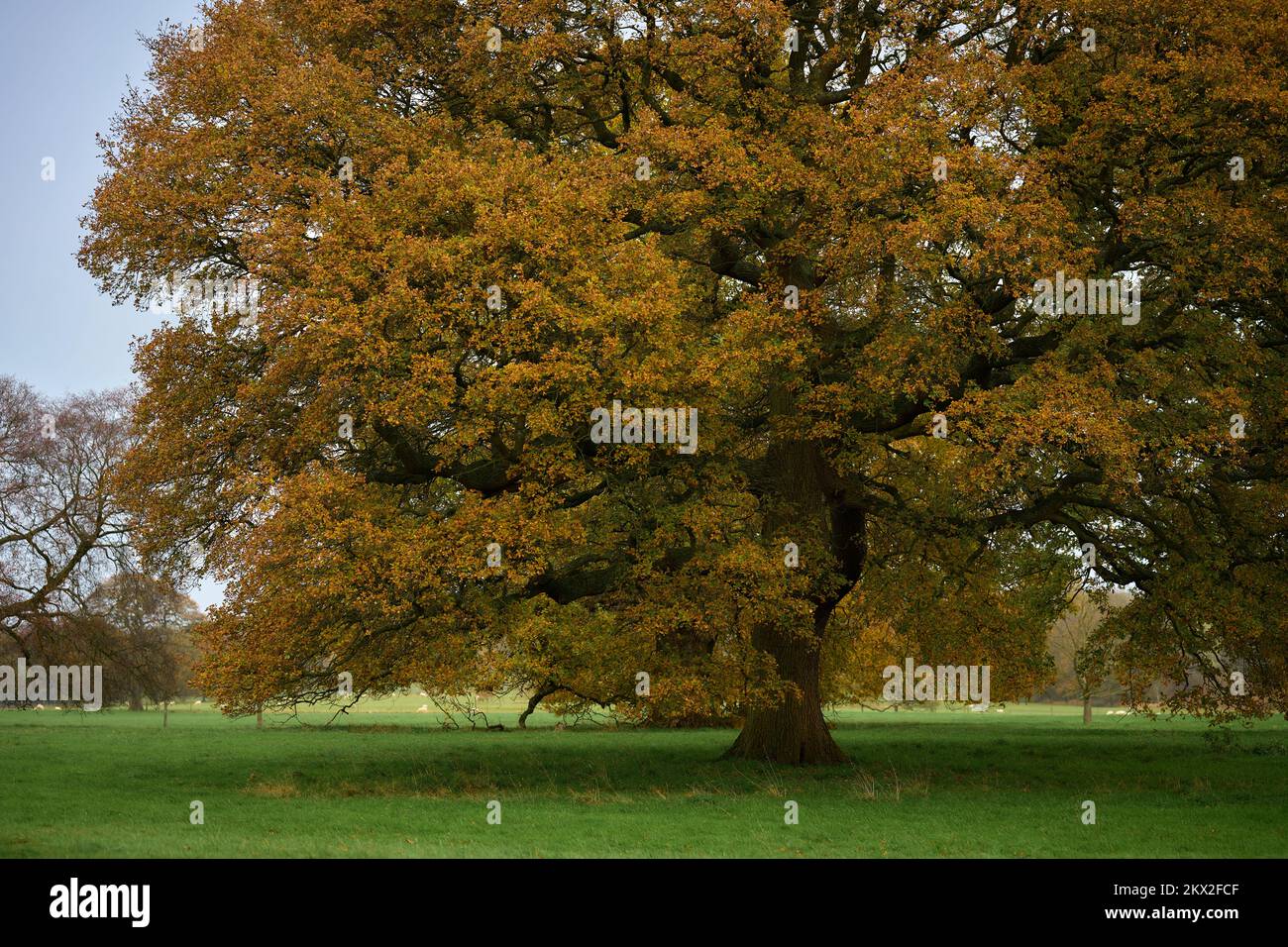 Arley Hall and Gardens big tree Stock Photo Alamy