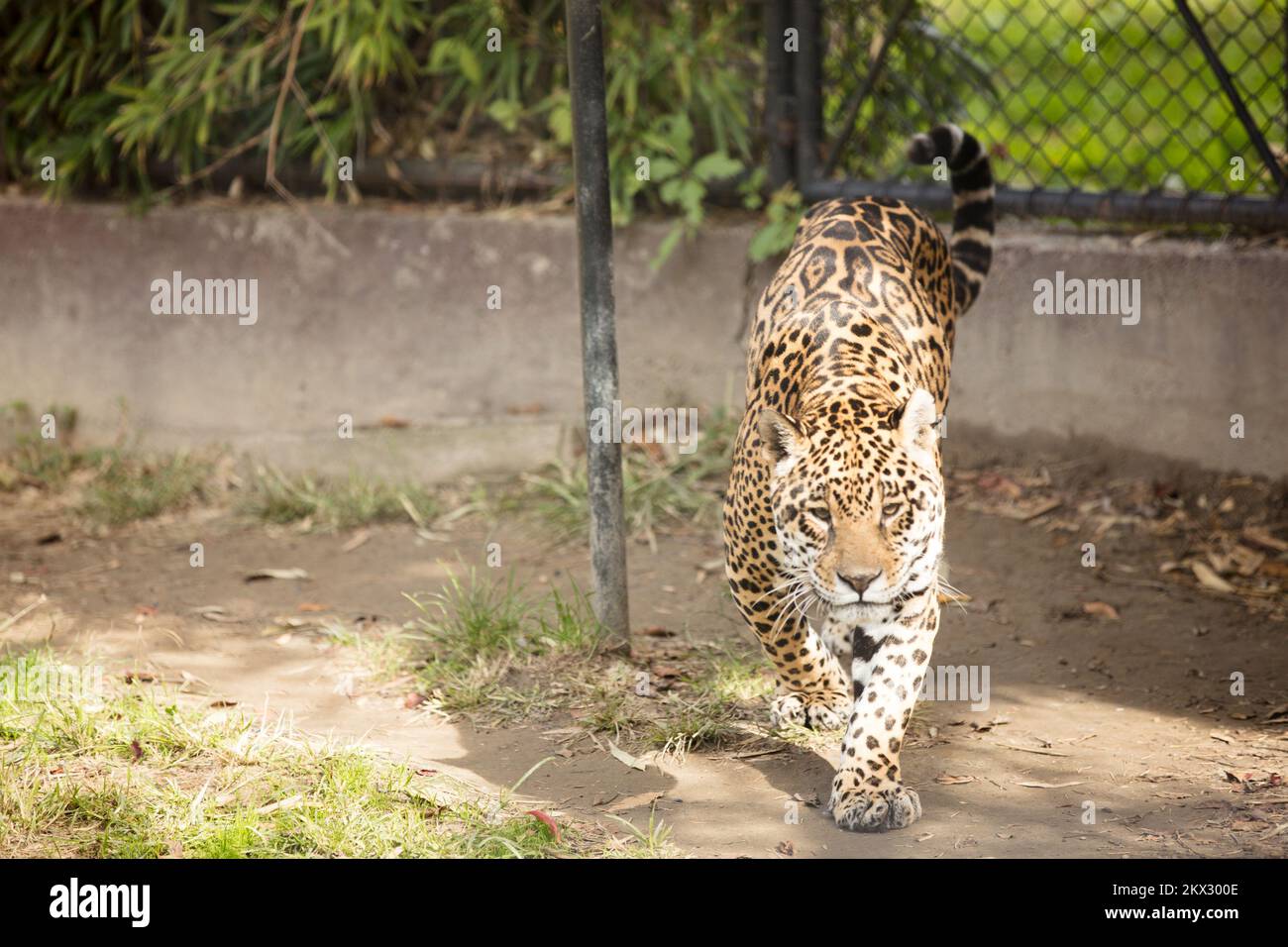 ., Croatia, Osijek - ZOO Garden Osijek, Jaguar Micica is the oldest captive animal of its kind in the world, according to available information. Micica is 29 years old and seven months ., Croatia, Osijek - ZOO Garden Osijek, Jaguar Micica is the oldest captive animal of its kind in the world, according to available information. Micica is 29 years old and seven months