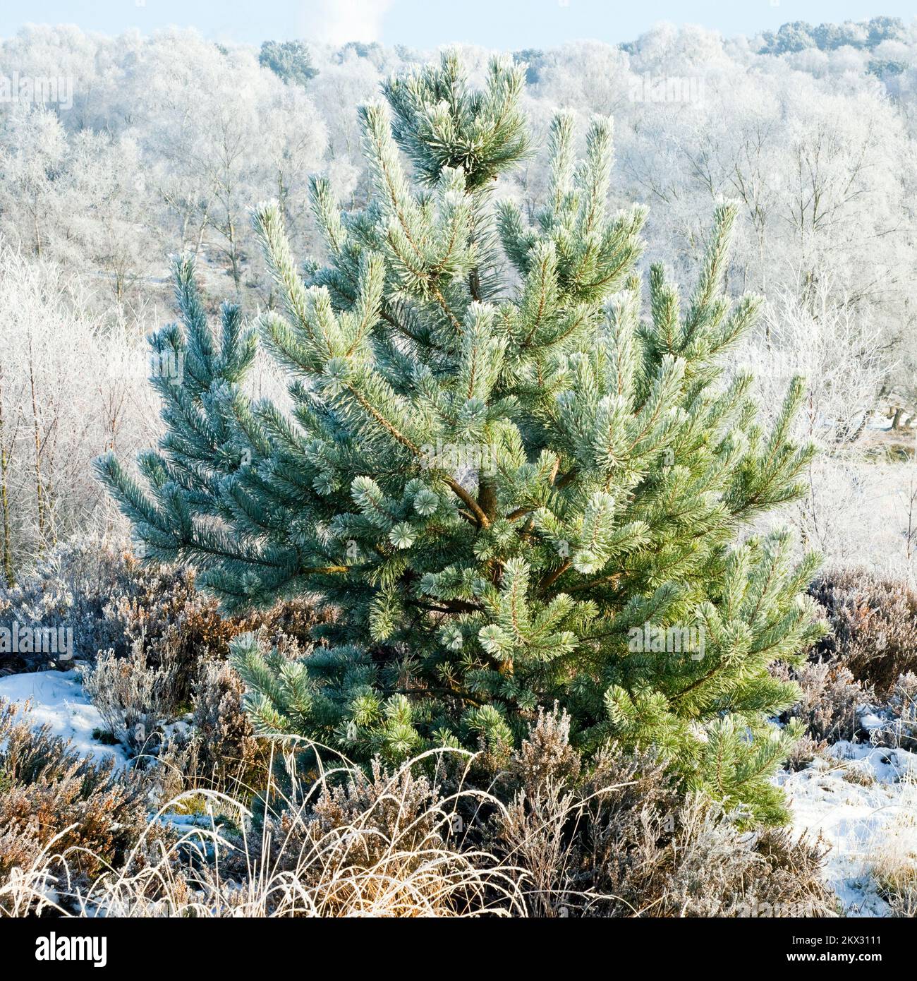 Image Chase Young image beautiful image beautiful image beautiful image beautiful image beautiful - Beautiful winter scenes in frosted young conifers Brindley Valley ...