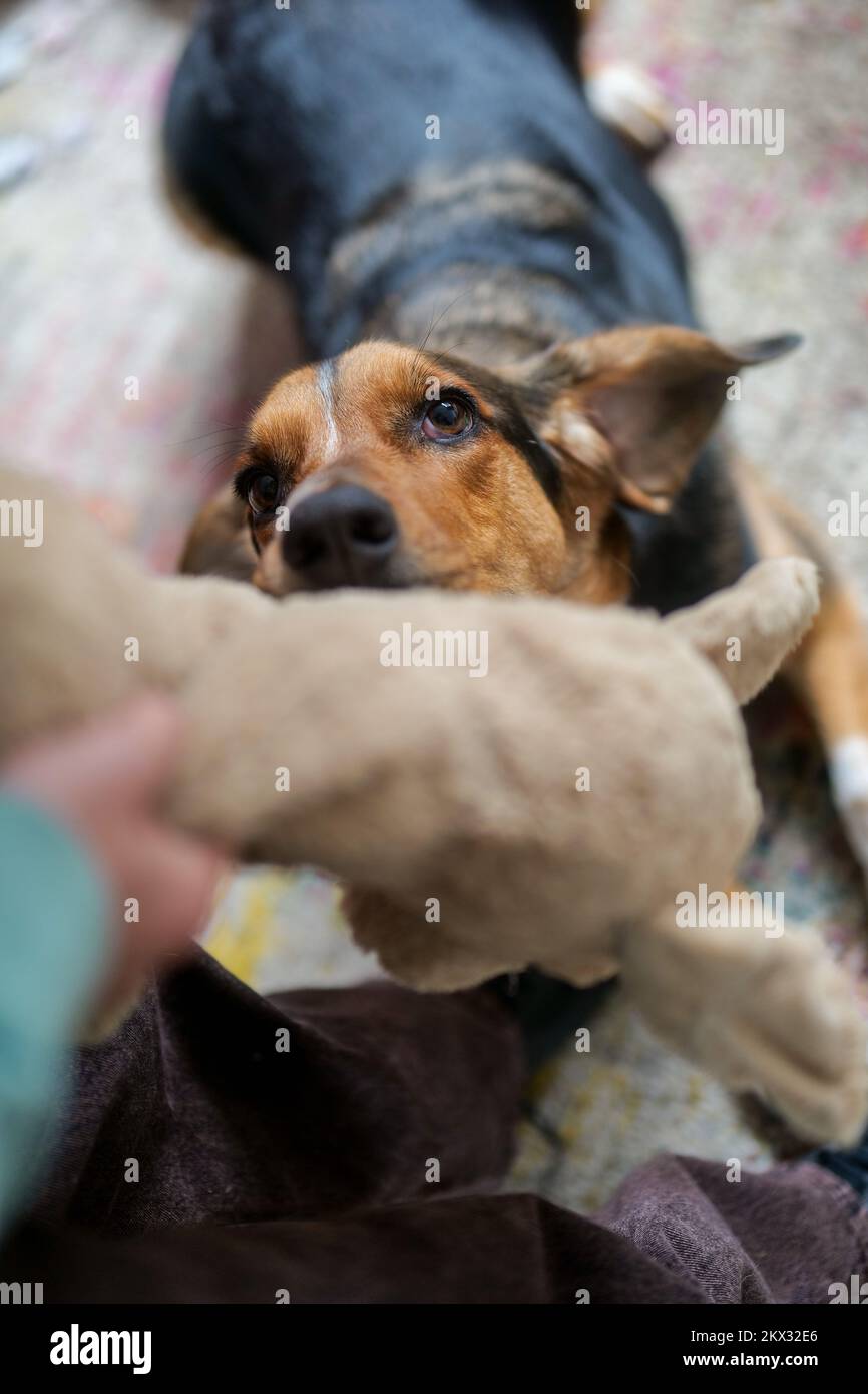 Cute rescue dog playing tug game with boy Stock Photo - Alamy