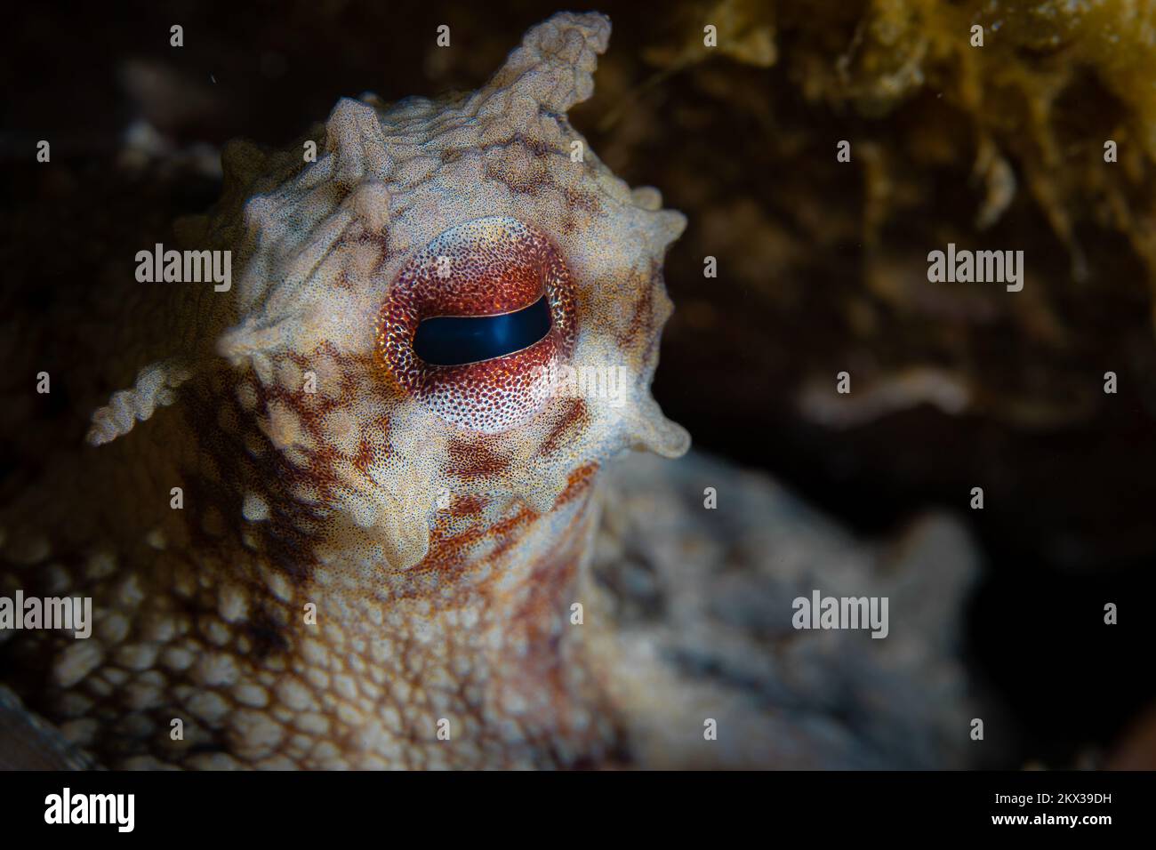 Octopus camouflage - octopus changing it's shape, texture and colour to blend in and hide within ...