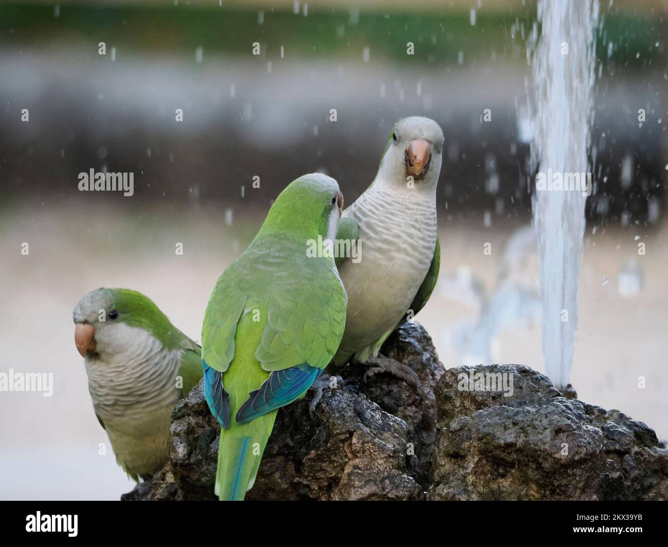 Wild Parrots Rome The botanical gardens in rome hi-res stock photography and images - Alamy