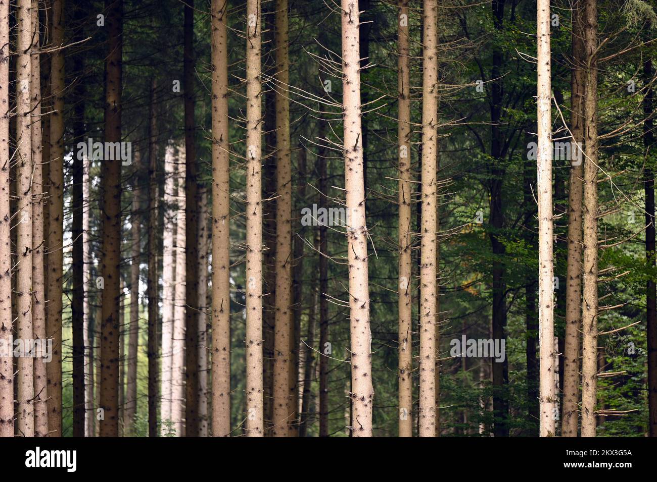 Frontal shot of forest and tree trunks Stock Photo