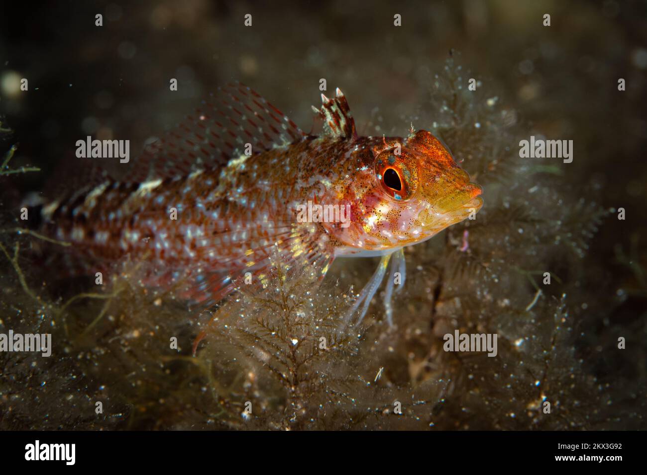 Portrait blenny fish hi-res stock photography and images - Alamy