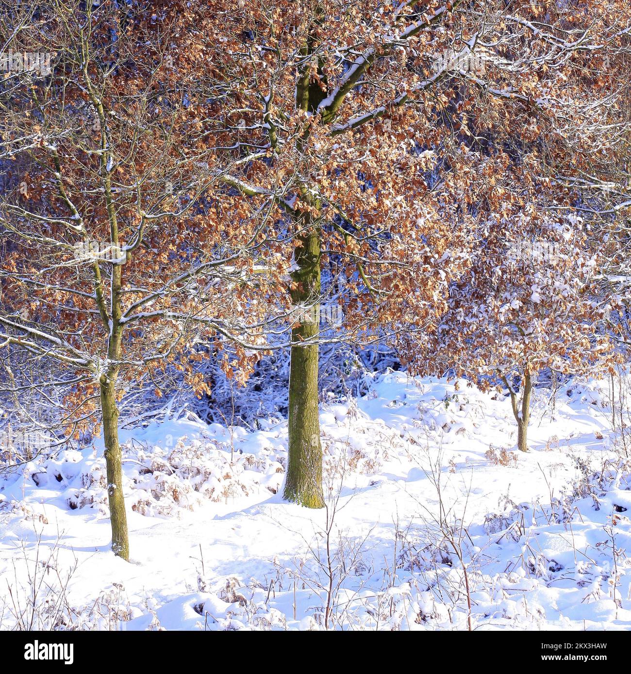 Snow covered branches of a Larch tree on edges of woodland thicket in winter Cannock Chase AONB. Stock Photo