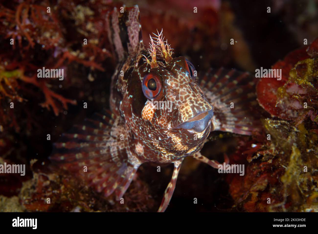 close up portrait of blennie fish in the Mediterranean Sea Stock Photo ...