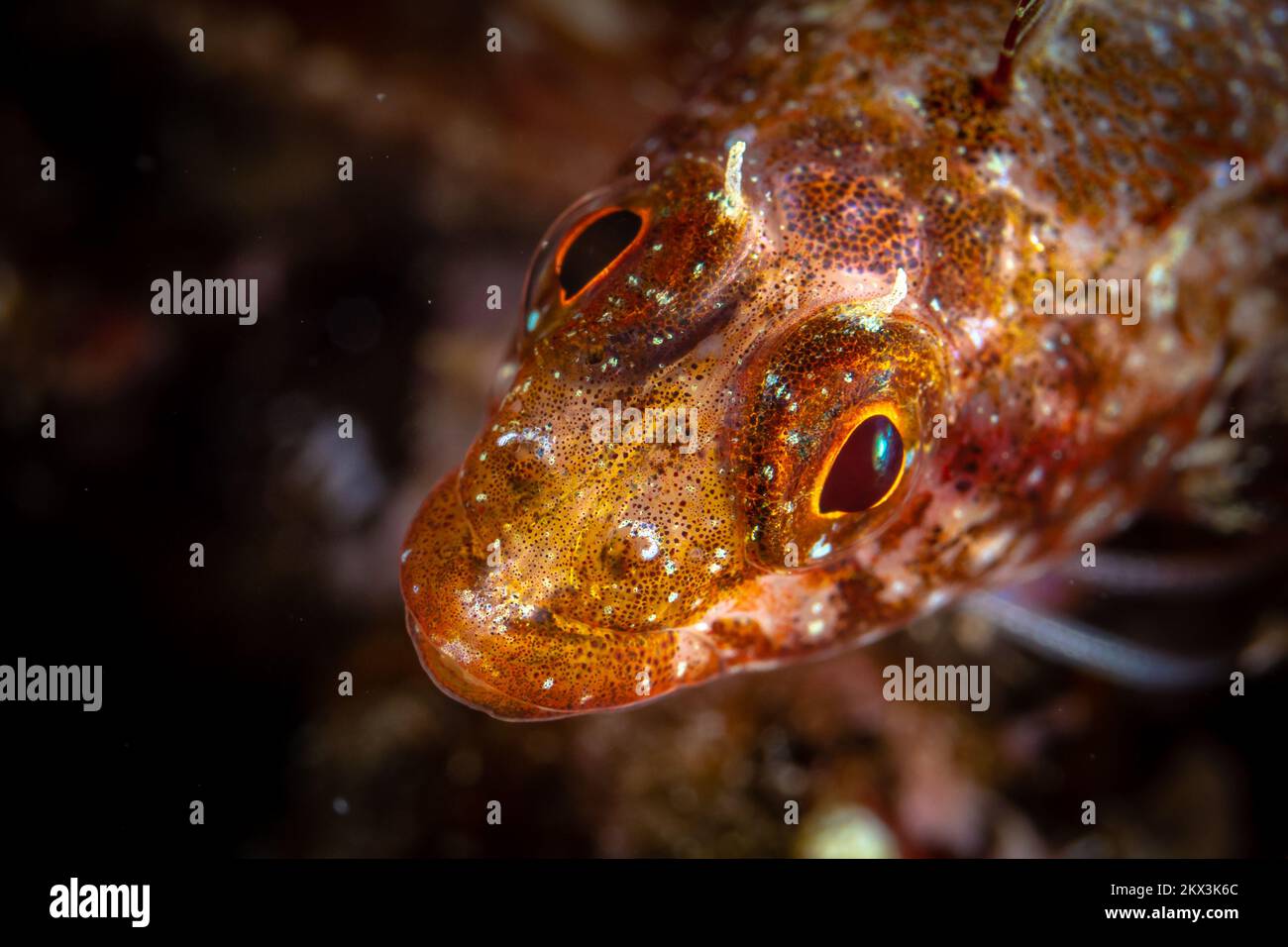 close up portrait of blennie fish in the Mediterranean Sea Stock Photo ...