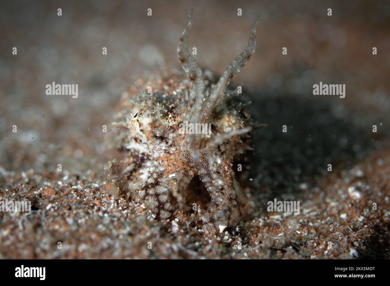 Cephalopod skin hi-res stock photography and images - Alamy