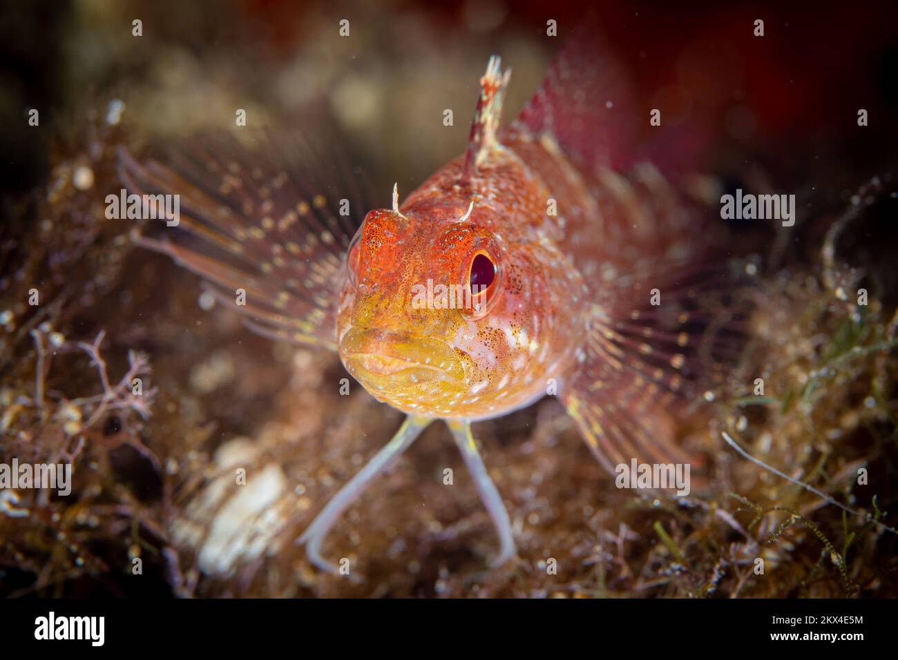 close up portrait of blennie fish in the Mediterranean Sea Stock Photo